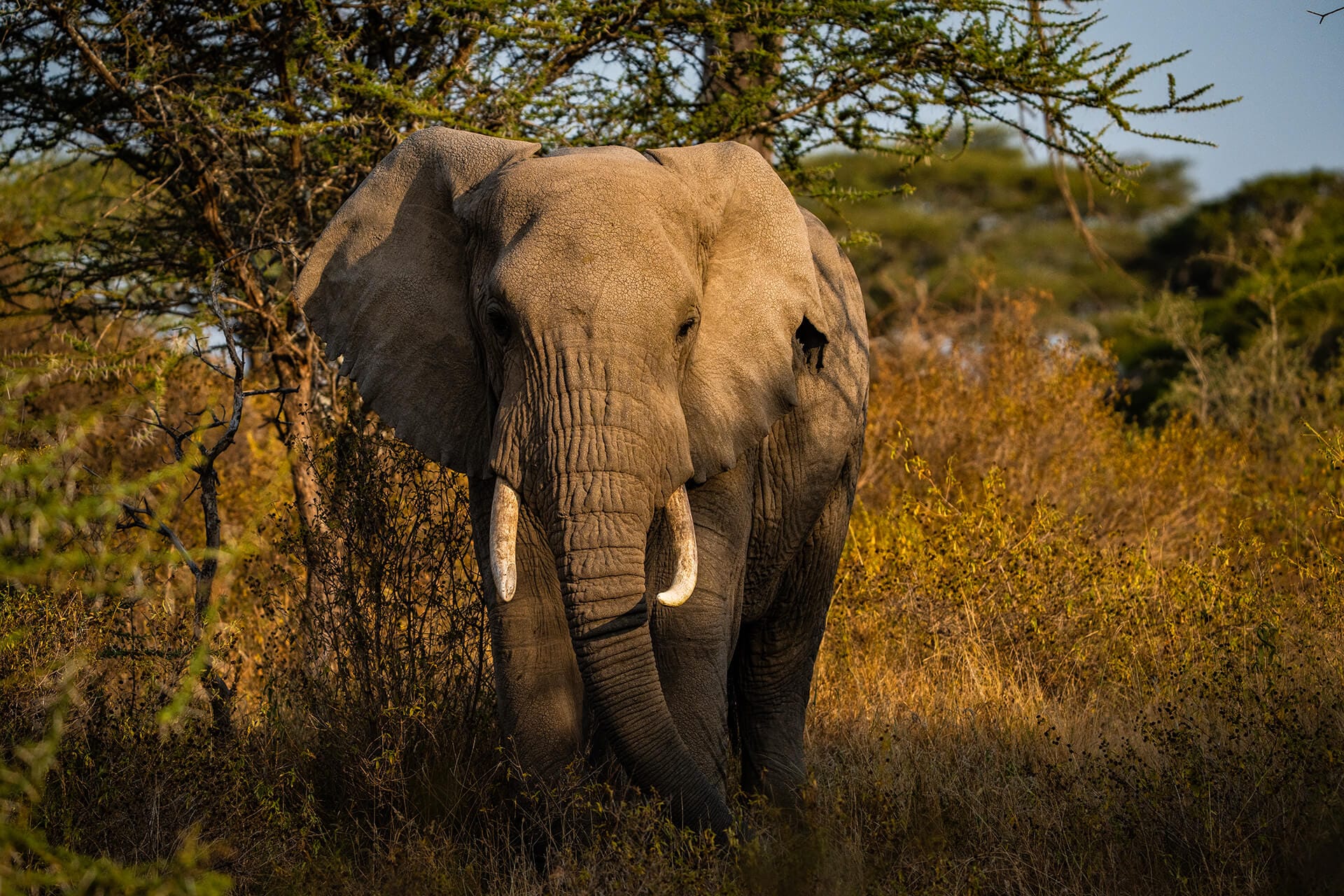 Ruaha
