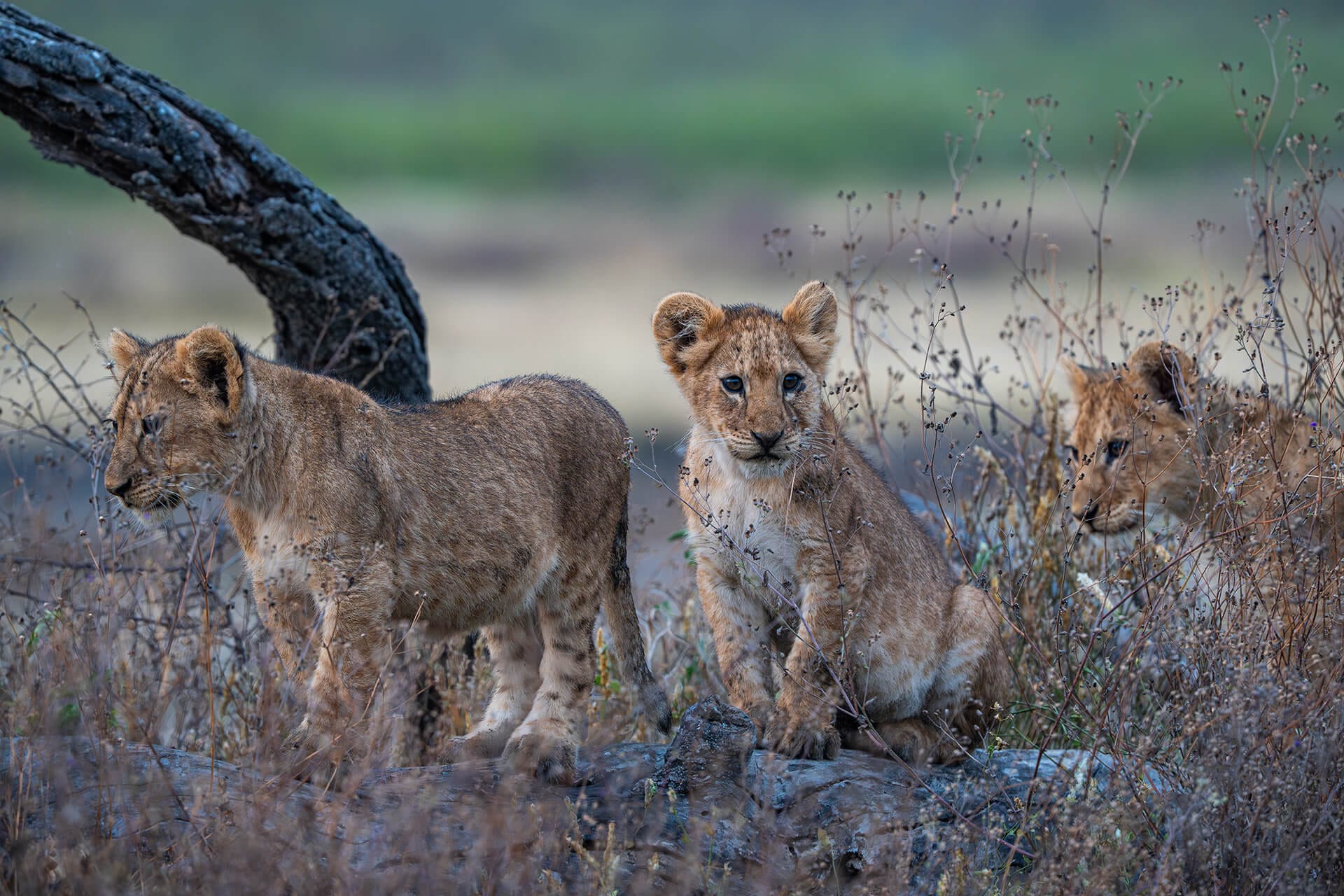 Ndutu