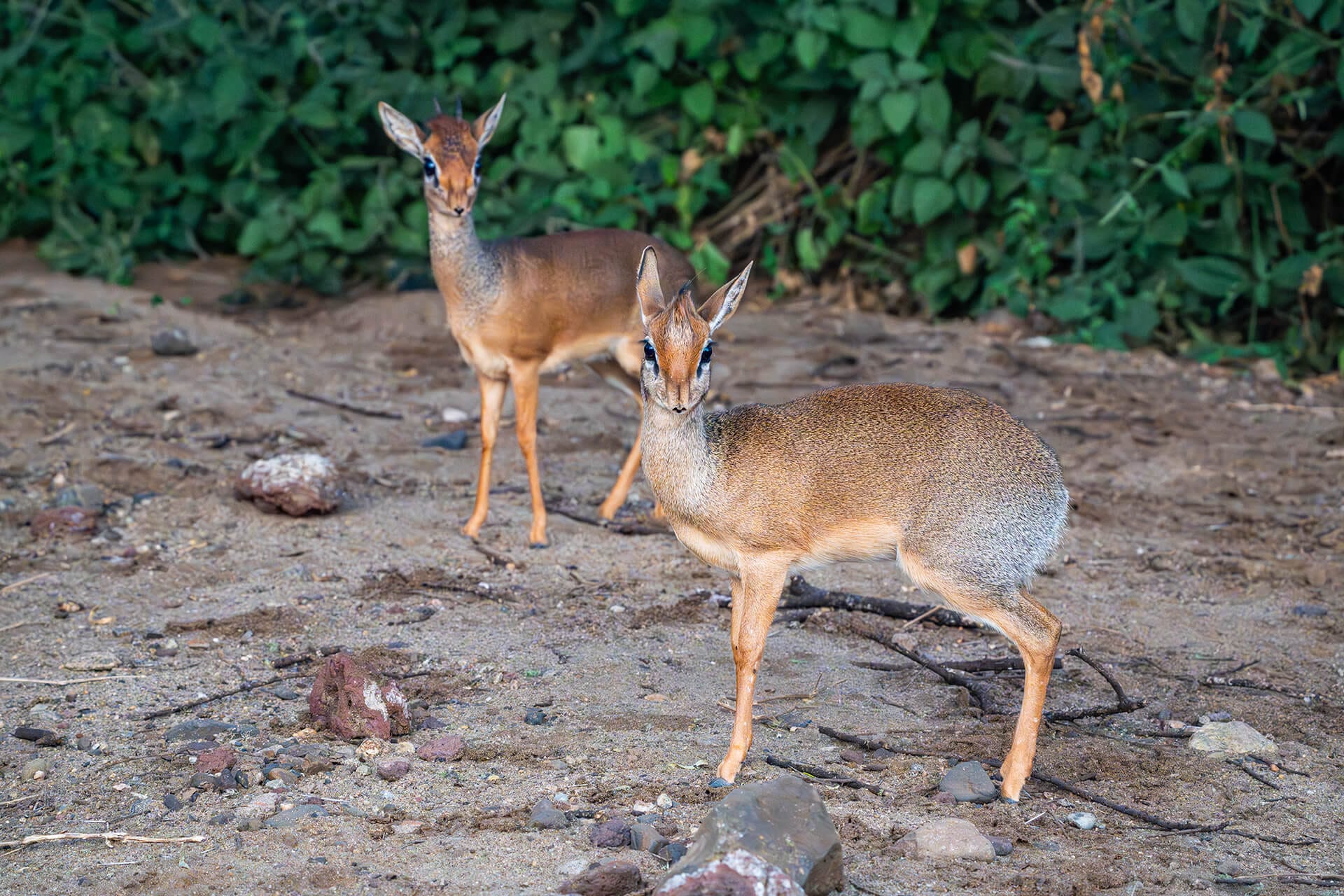 Lake Manyara