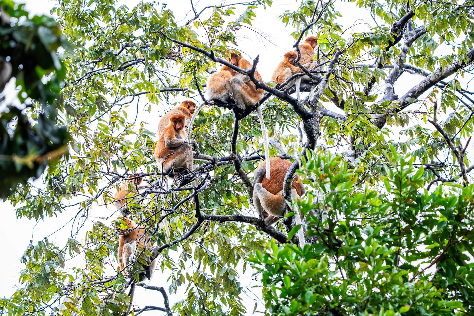 Probosic monkey on a tree by the Kinabatangan river