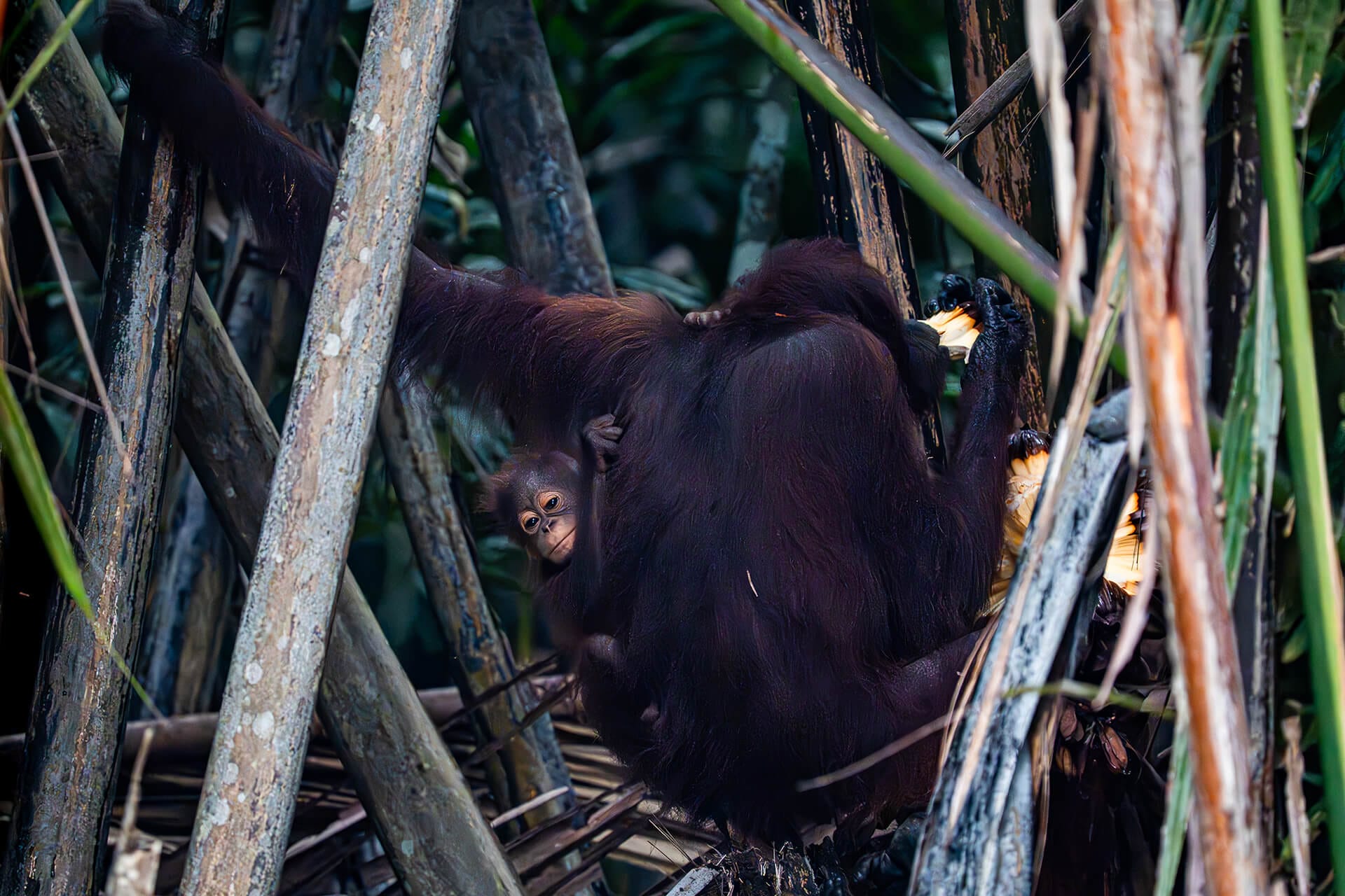 Wild orangutan with baby near the water surface of the Kinabatangan River, Borneo