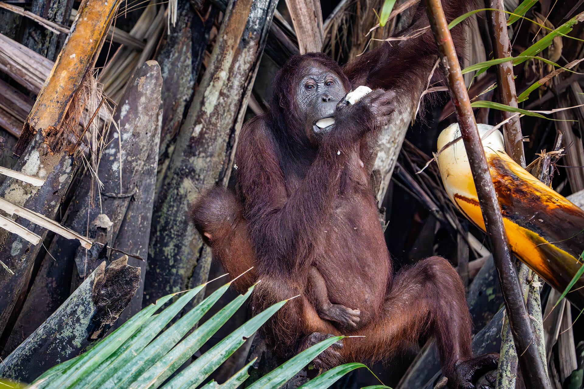 Mother orangutan with infant, Danum Valley
