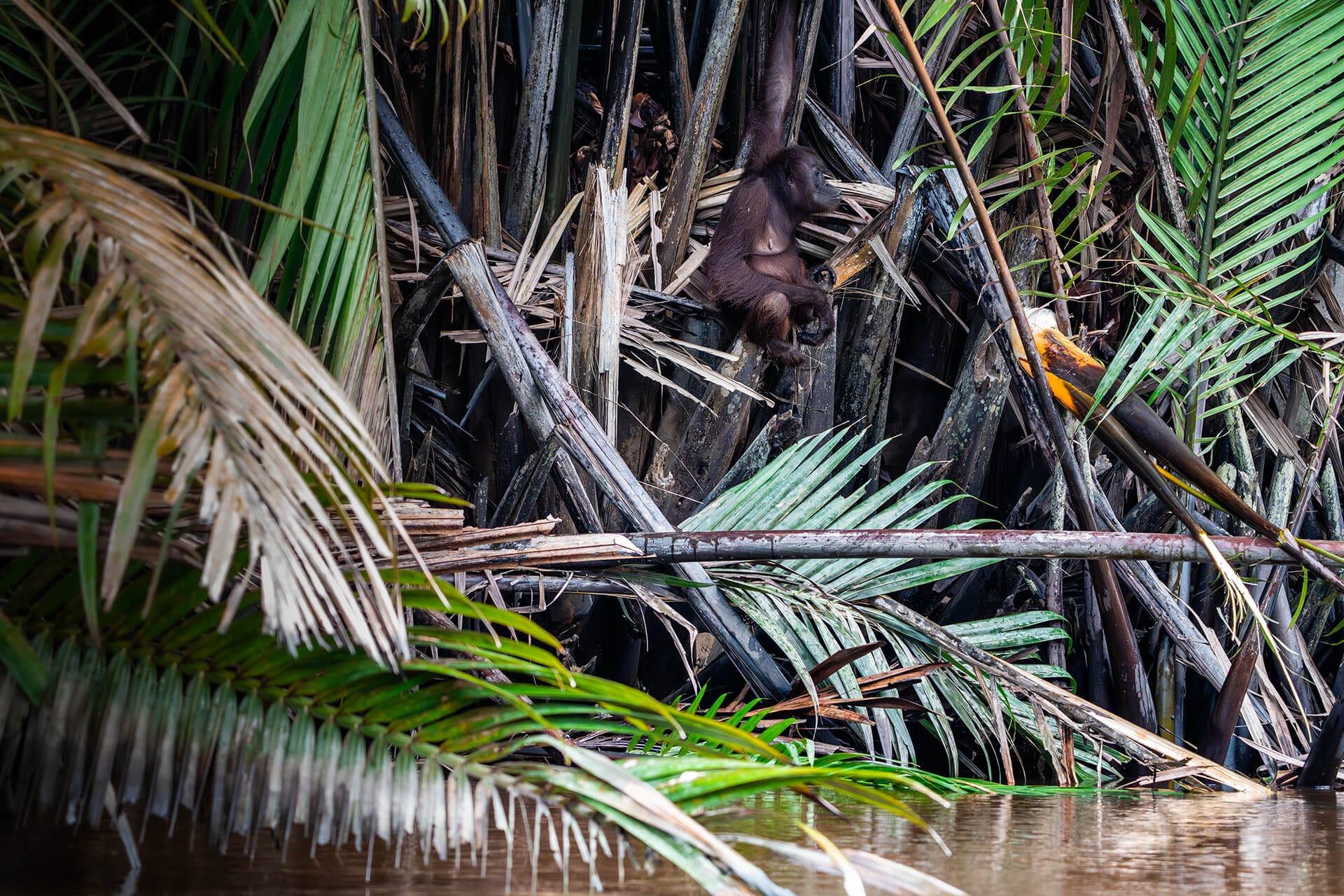 Wild Orangutan during a River cruise along the Kinabatangan River