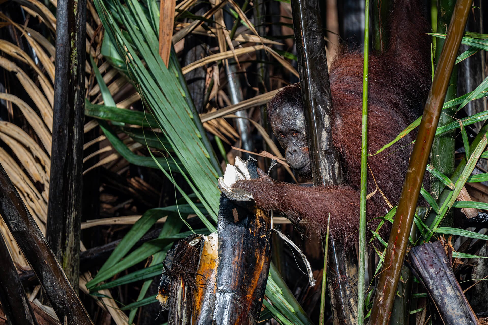 Wild orangutan near the water surface of the Kinabatangan River, Abai