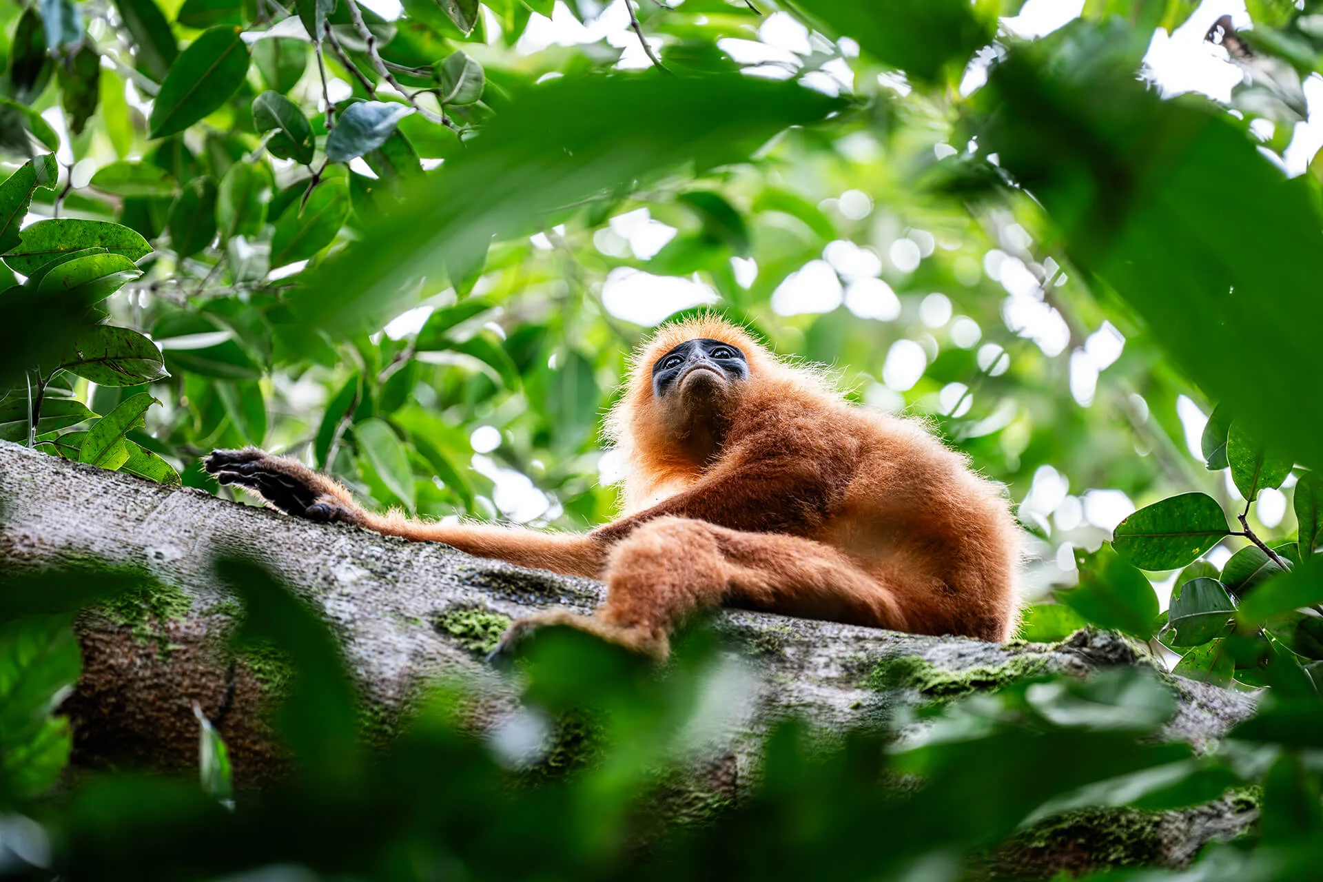 Borneo primate safari for wild orangutan and proboscis monkey