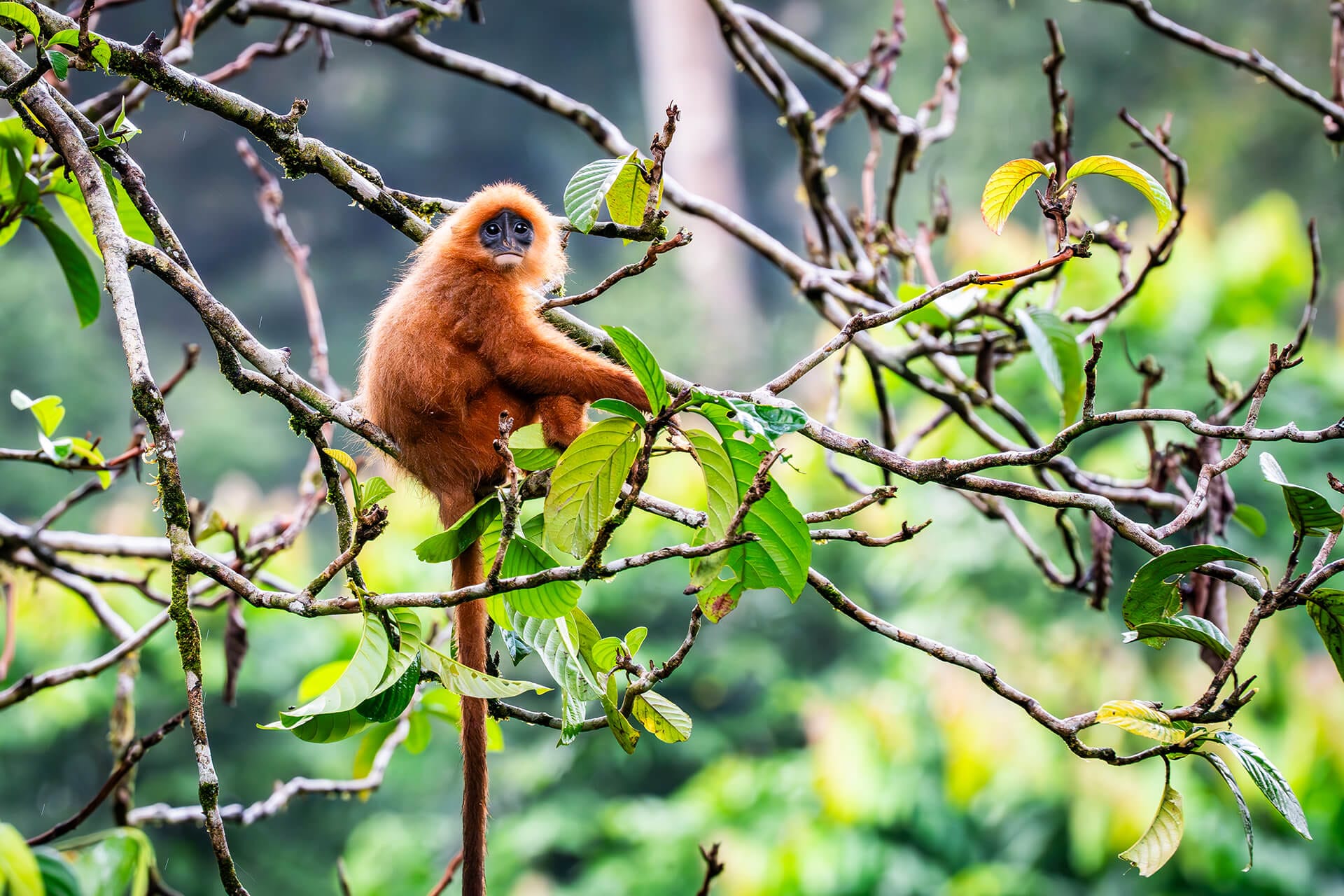 Western Tarsier in the rainforest canopy, Borneo Primate Safari Tour