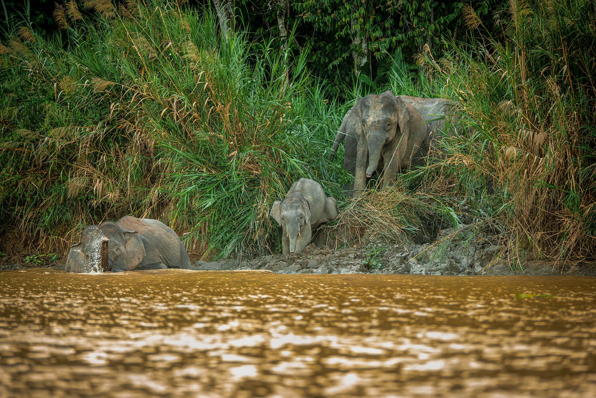 Pygmy elephant along the Kinabatangan River