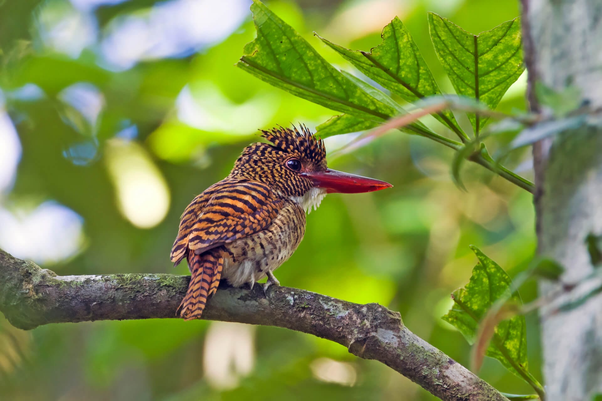 Banded-Kingfisher-Female