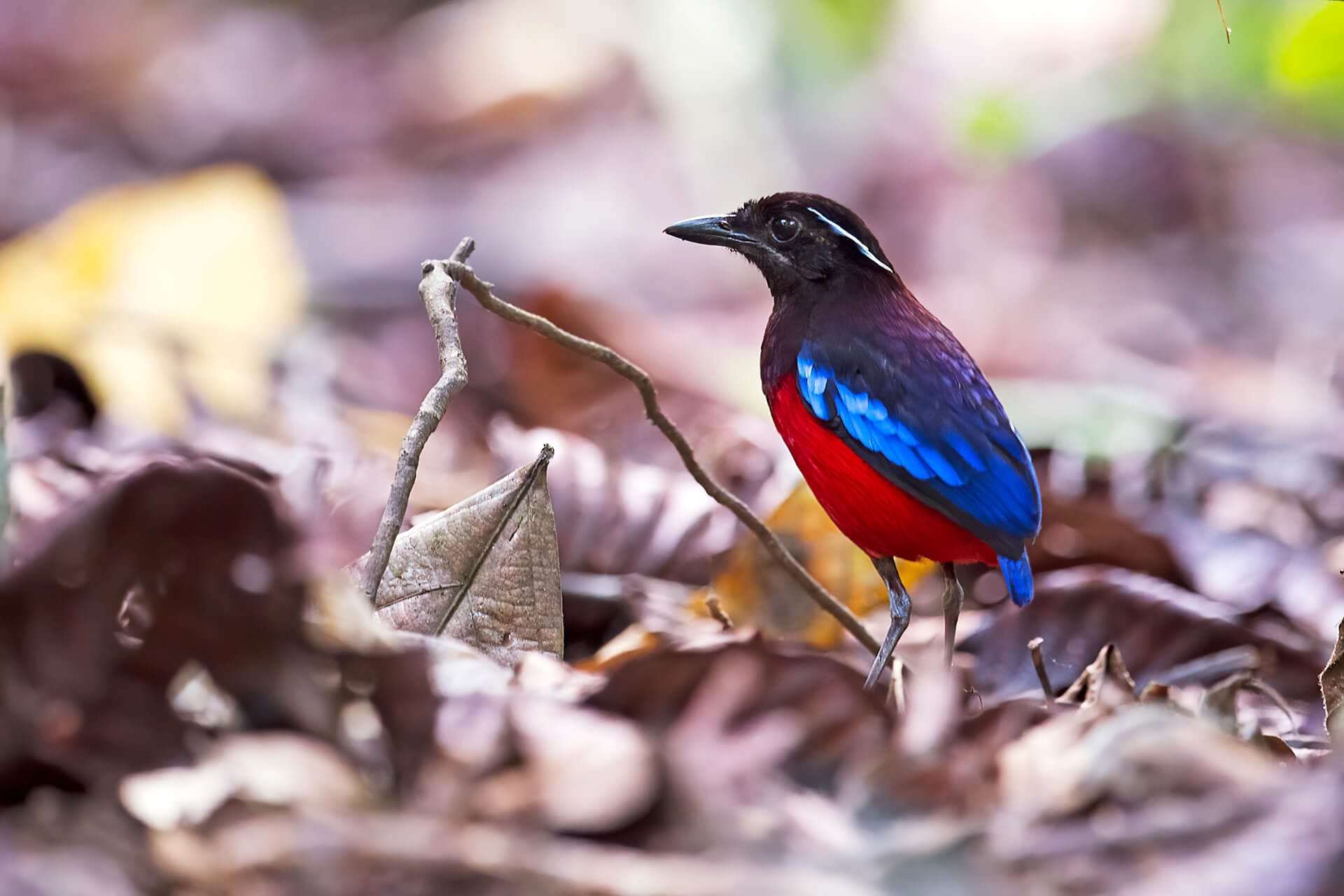 Black-Headed-Pitta