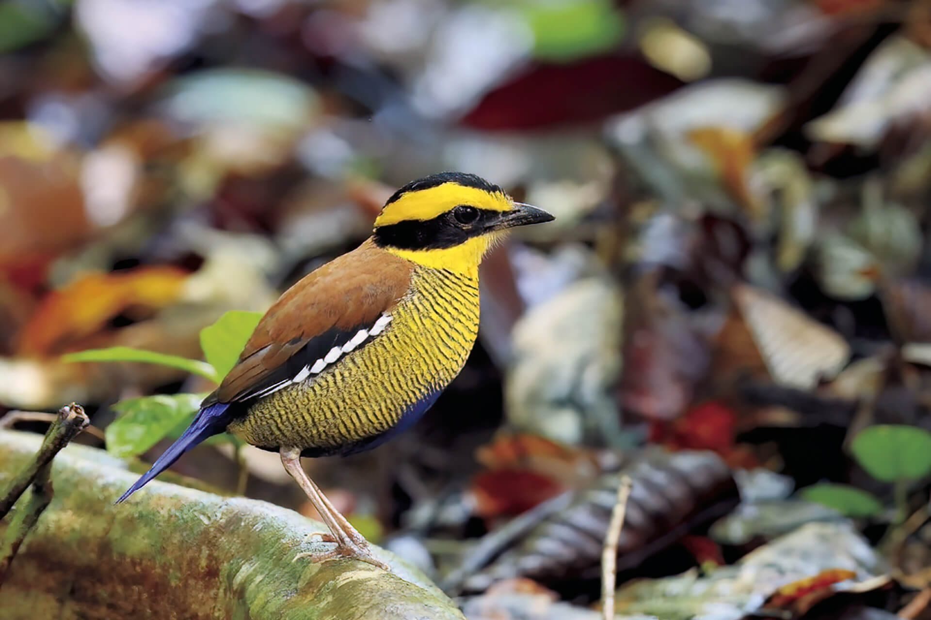Bornean Banded Pitta