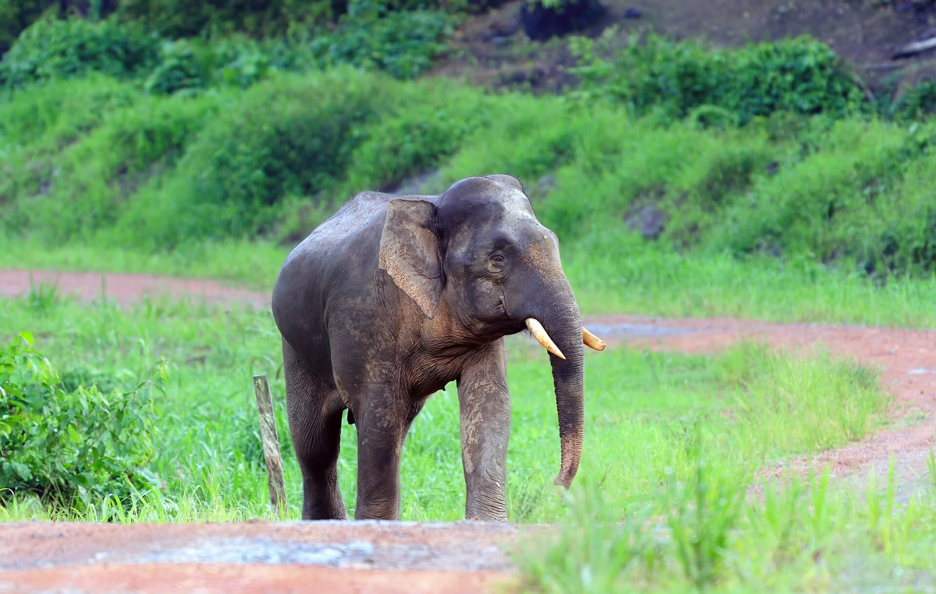 Bornean pygmy elephant in Tabin Wildlife Reserve