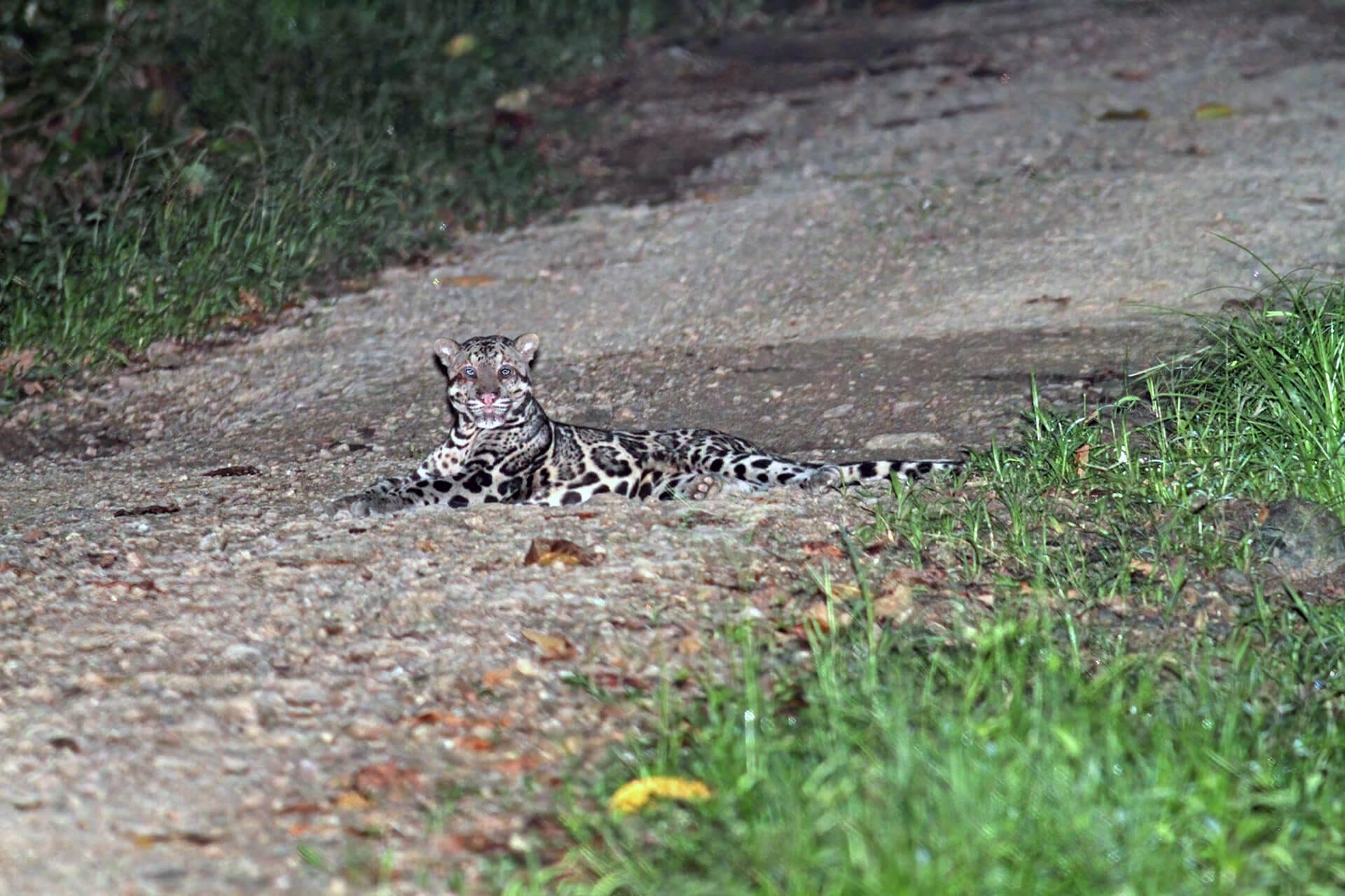 An elusive Clouded Leopard in Tabin Wildlife Reserve