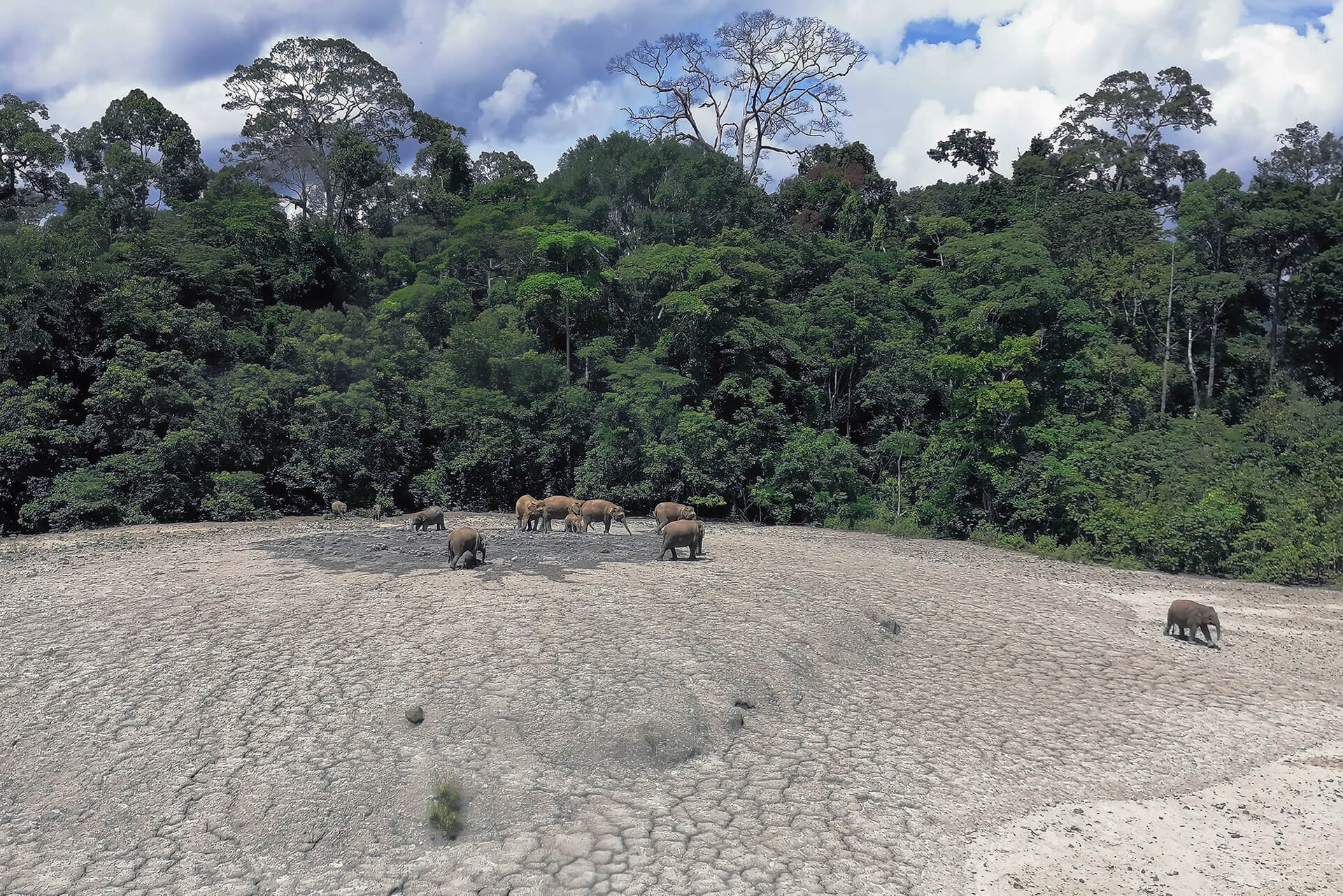 Guests at the Lipad mud volcano, Tabin Wildlife Reserve