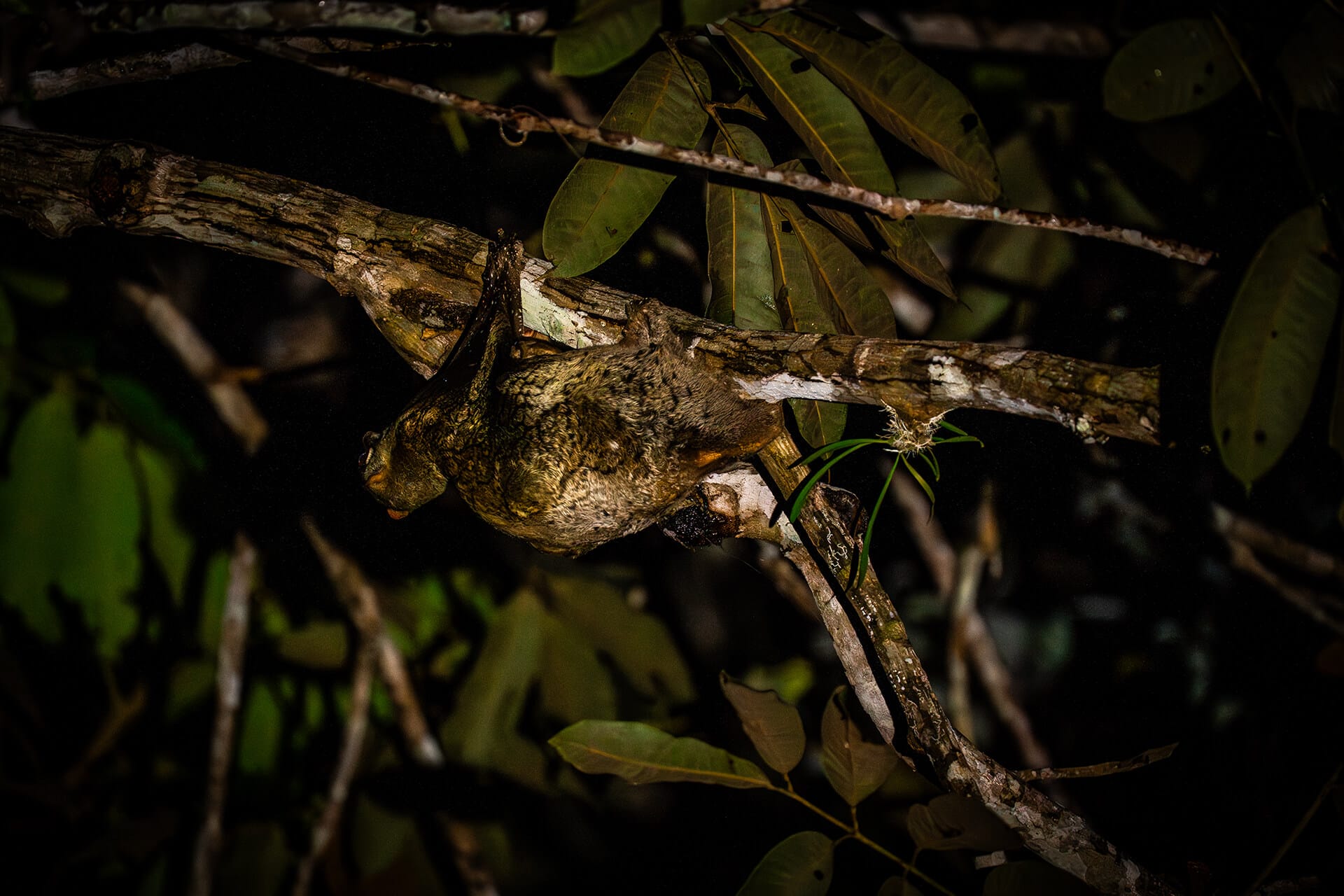 Sunda colugo, or flying lemur, gliding through Danum Valley