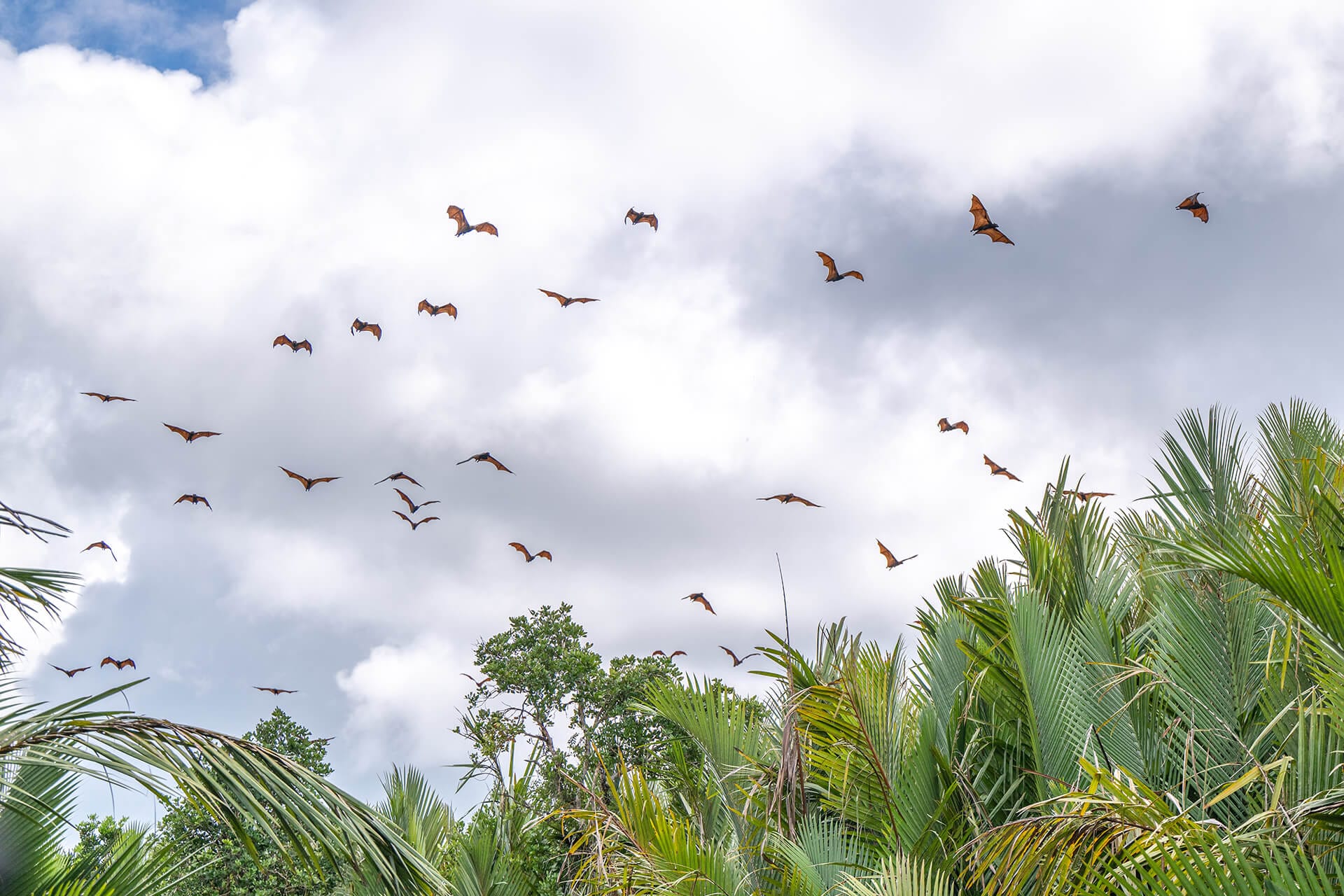 Flying-fox in utan rainforest lodge
