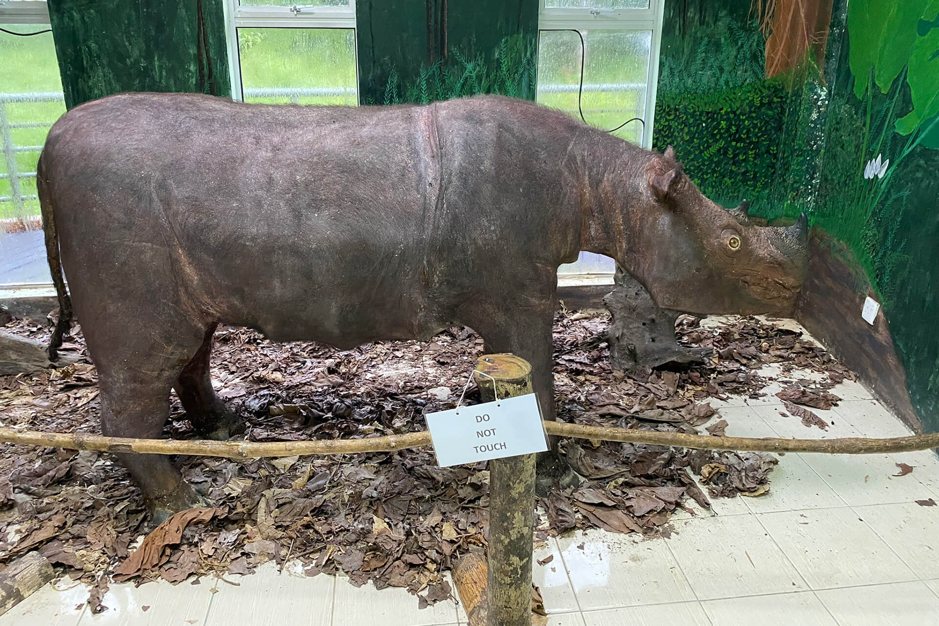 Rhinoceros taxidermy