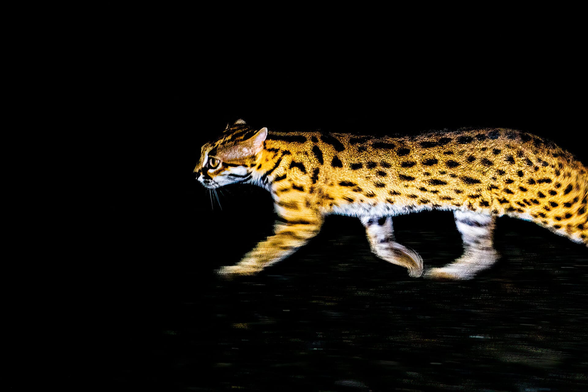 4WD night drive vehicle scanning the forest edge, Deramakot Forest Reserve, Sabah