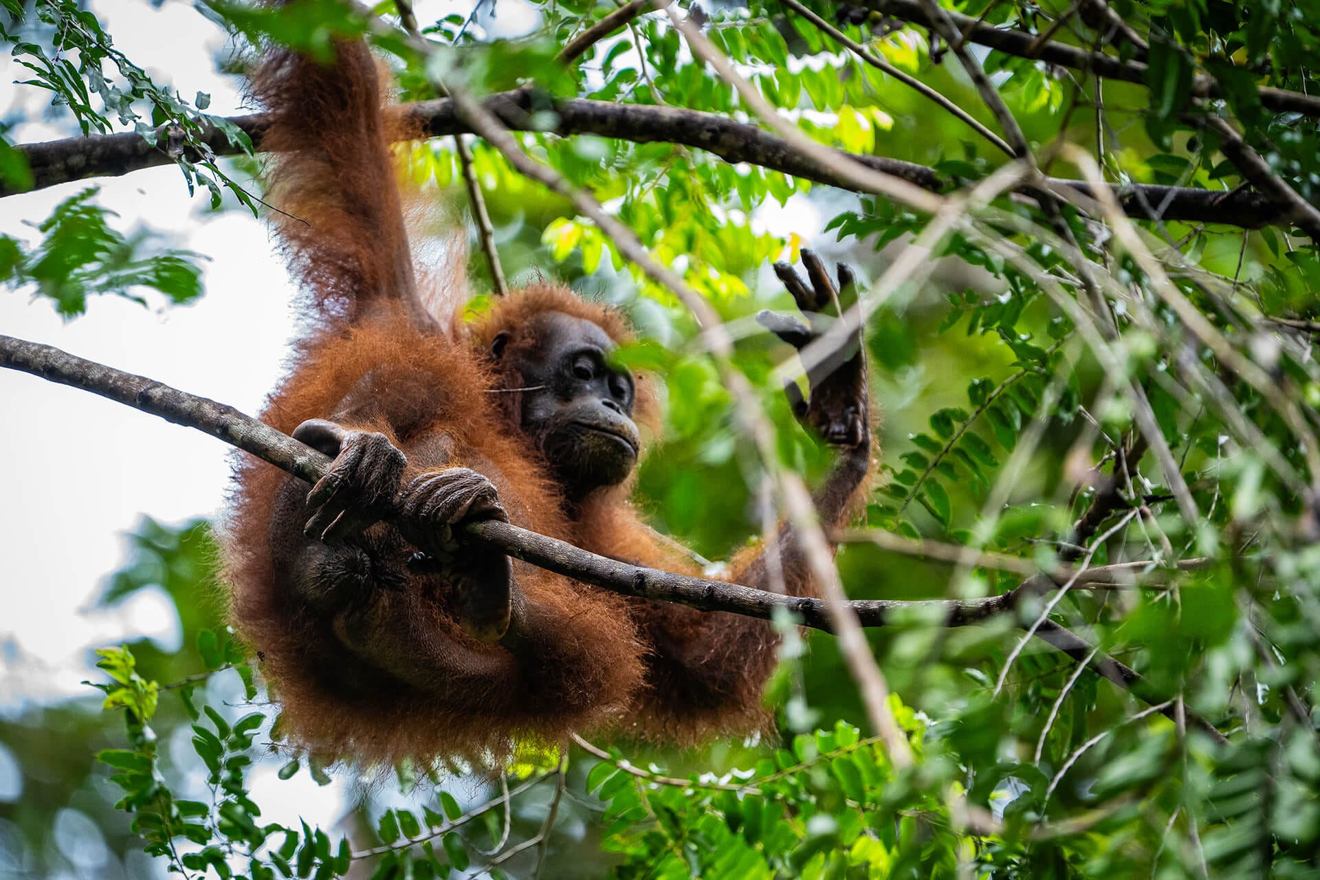 Wild orangutan in the primary rainforest of Danum Valley