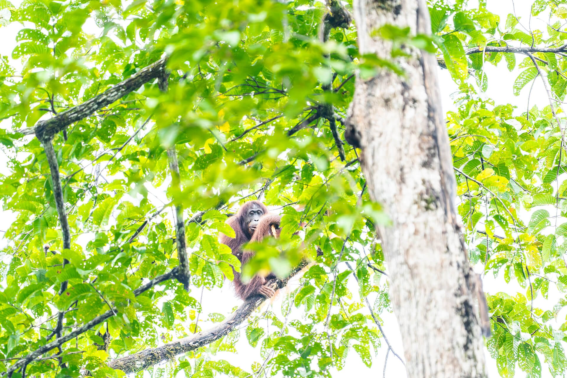 Flanged male orangutan resting in the canopy, Danum Valley