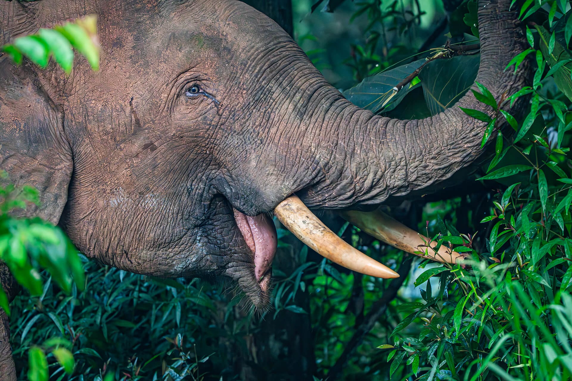 Bornean pygmy elephant on the Kinabatangan River