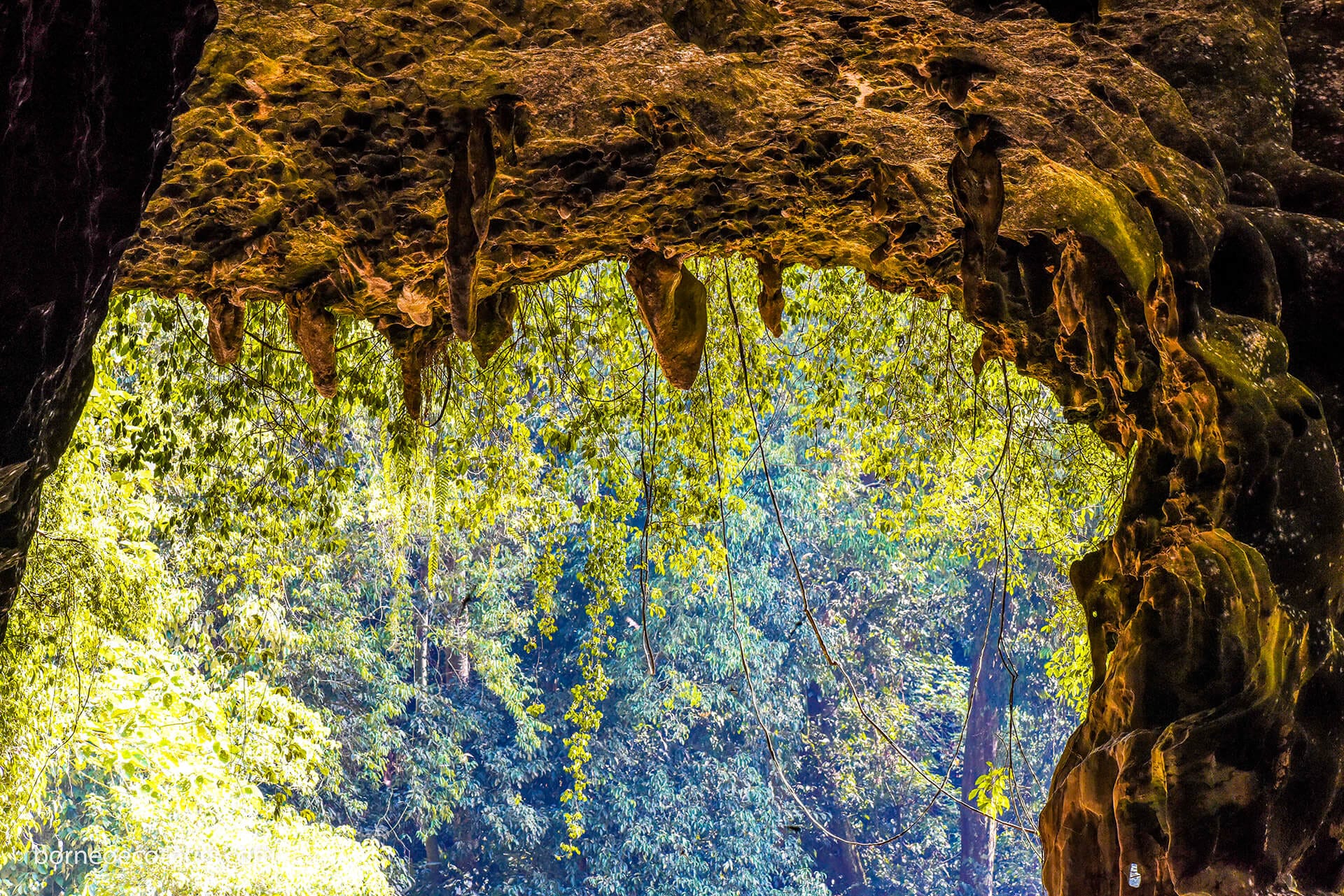 Gomantong-Cave visit from  Sukau Rainforest Lodge