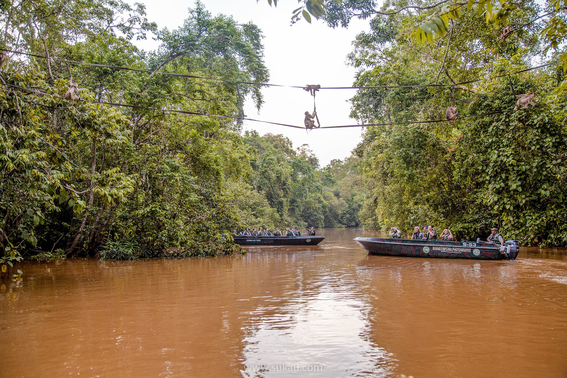 Macaques-crossing on the Kinabatangan river cruise