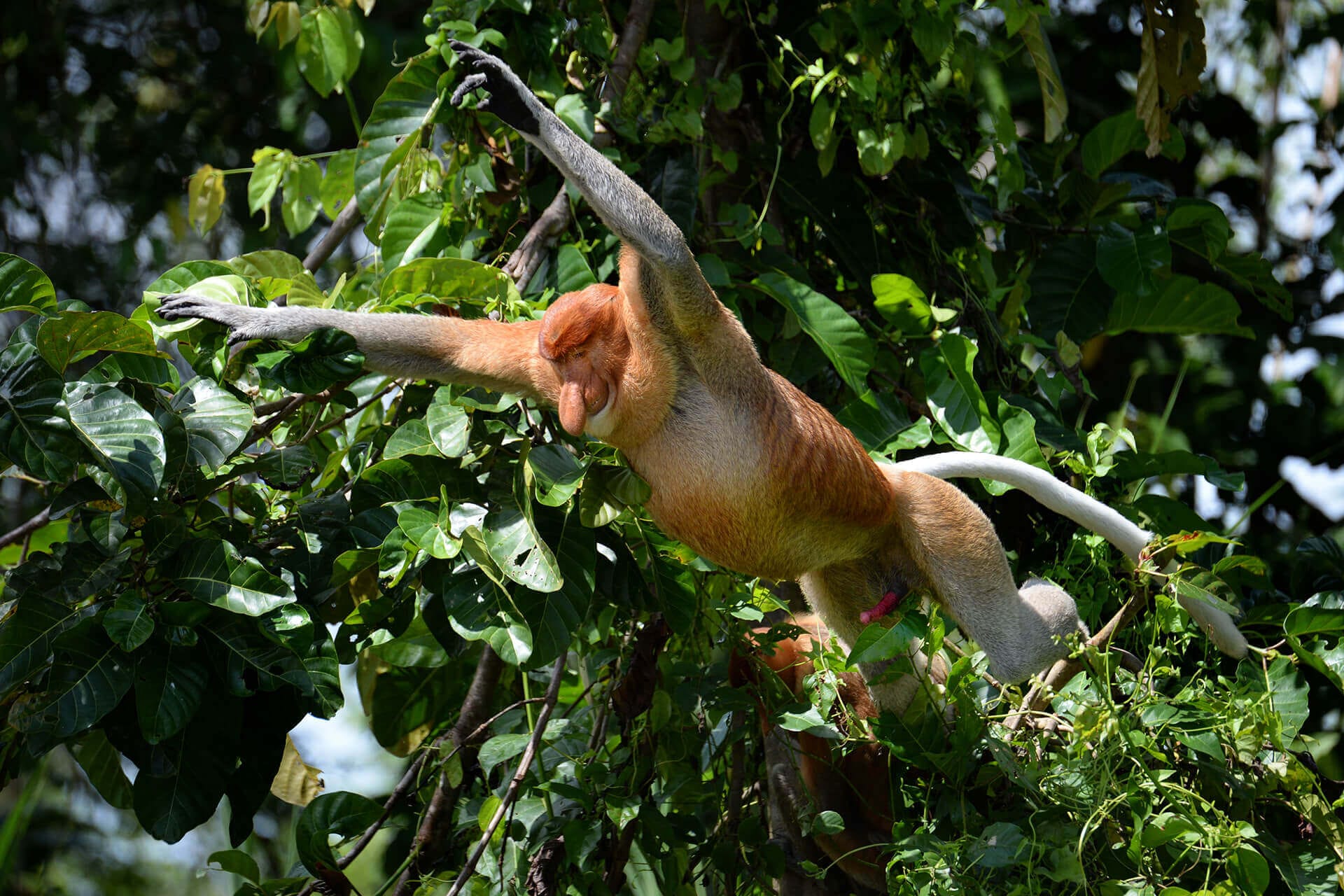 Proboscis monkey around Sukau Rainforest Lodge