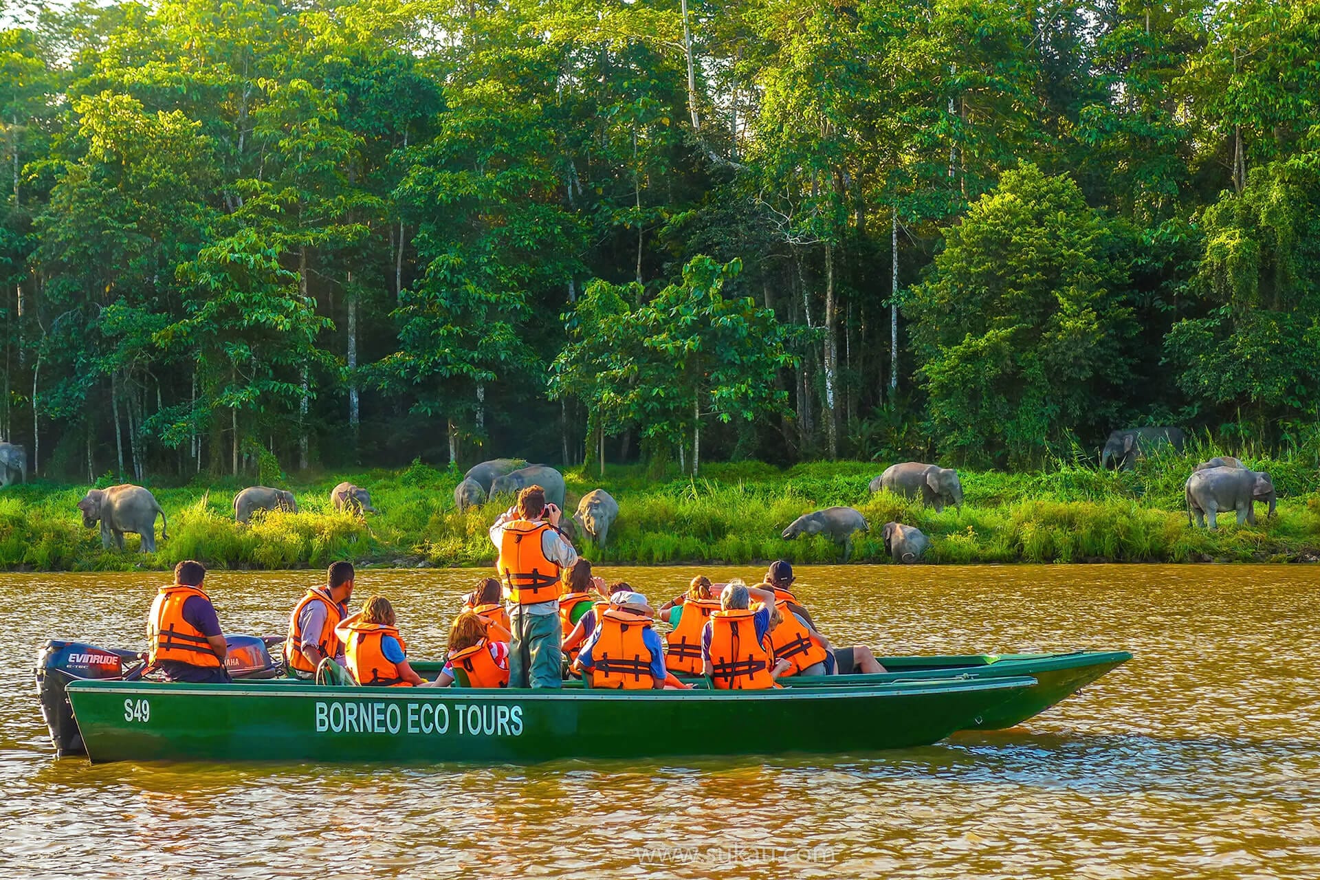 Guided river cruise on the Kinabatangan near Sukau Rainforest Lodge