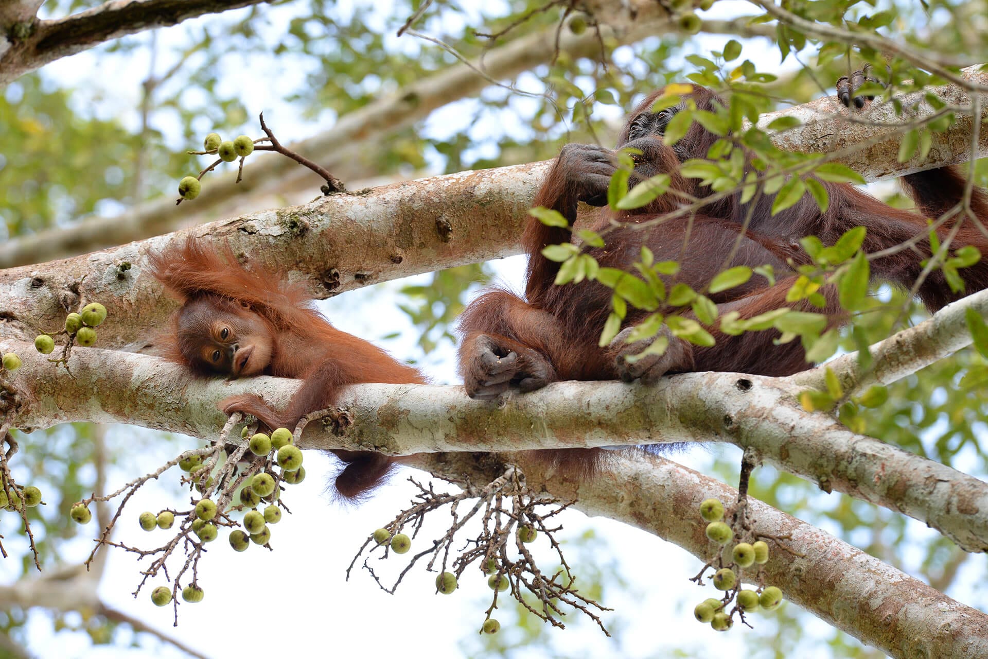 Orangutan near the villas