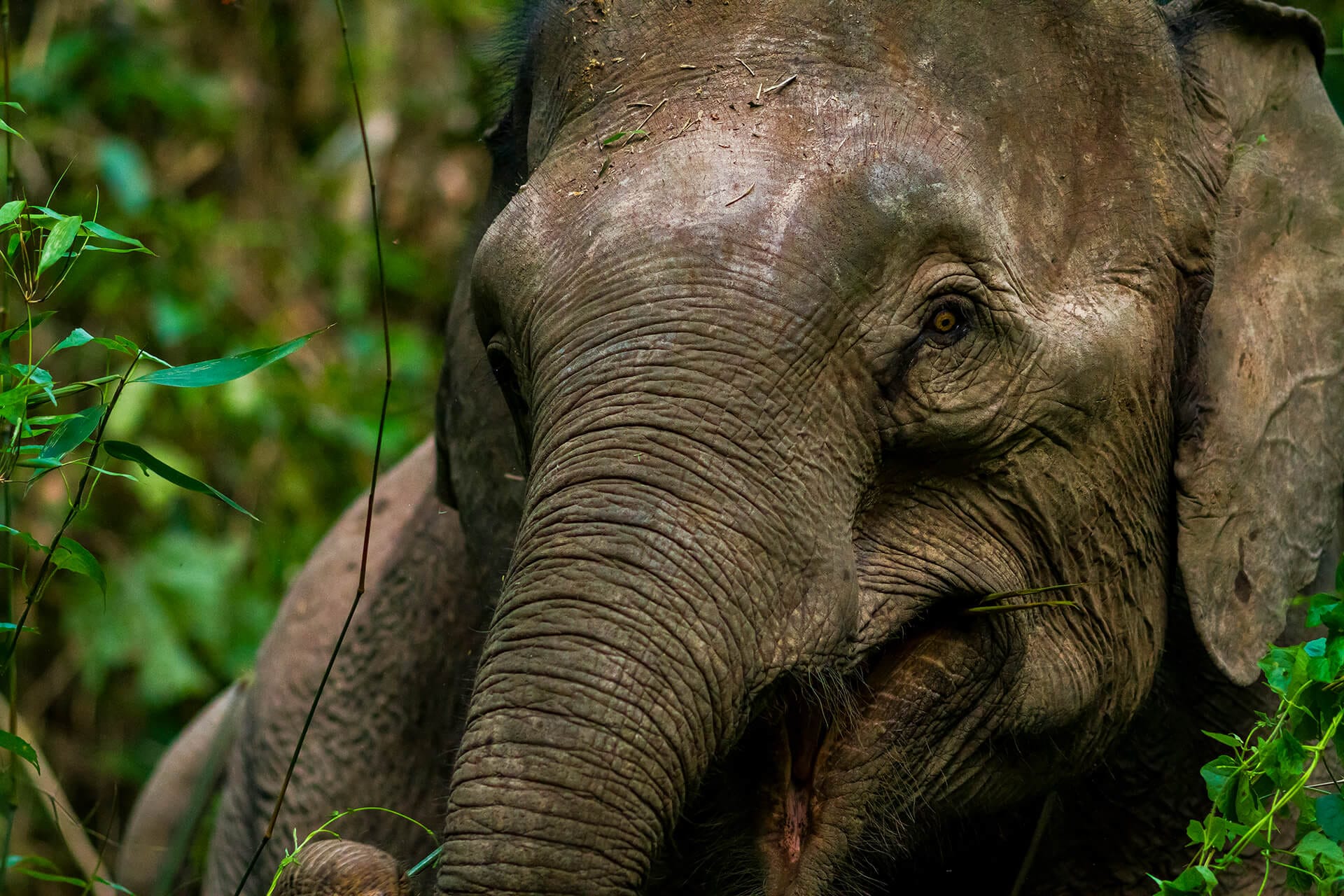 Pygmy elephant on the Kinabatangan river cruise