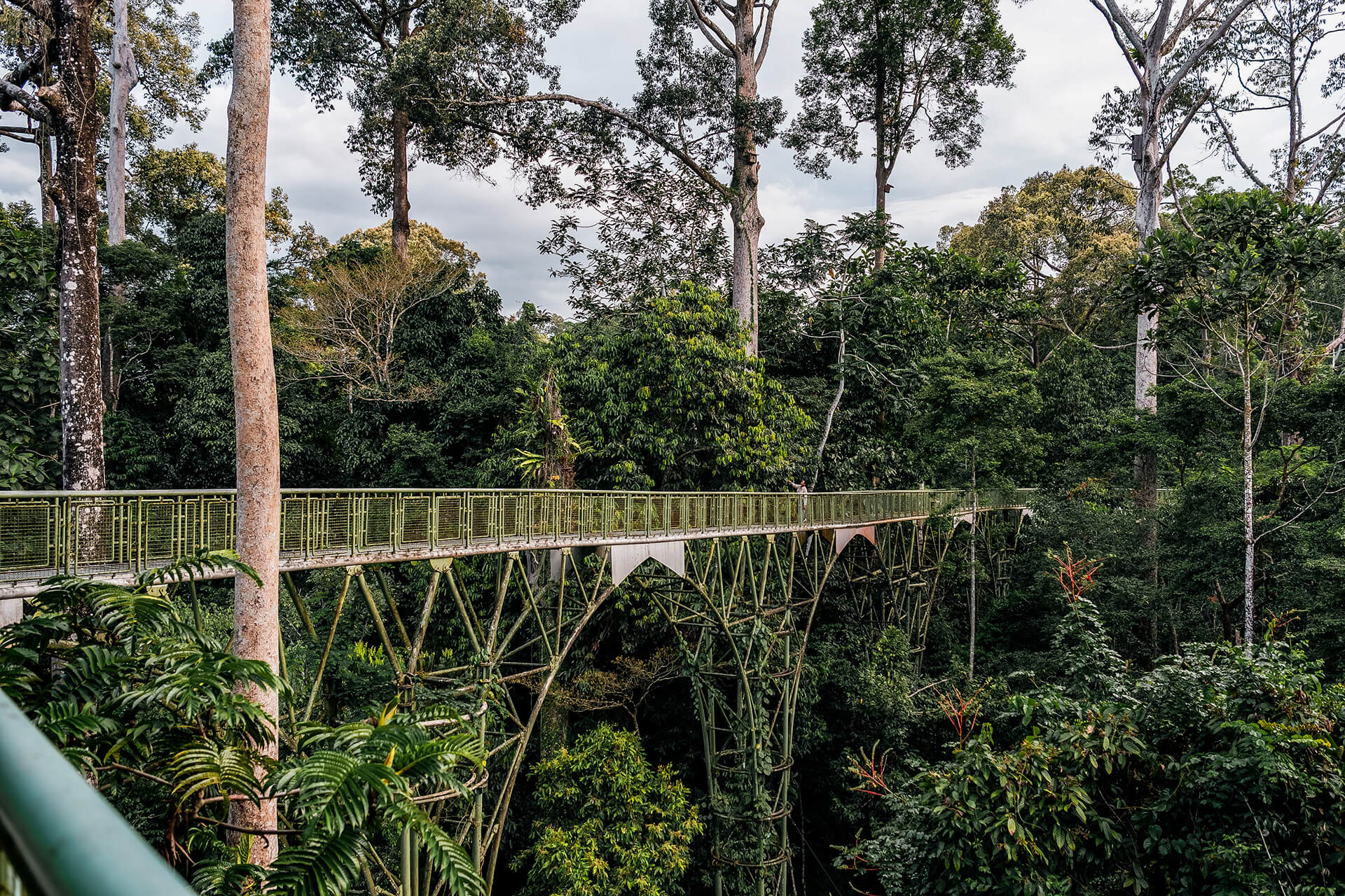 Canopy Walk at Rainforest Discovery Centre, Sepilok