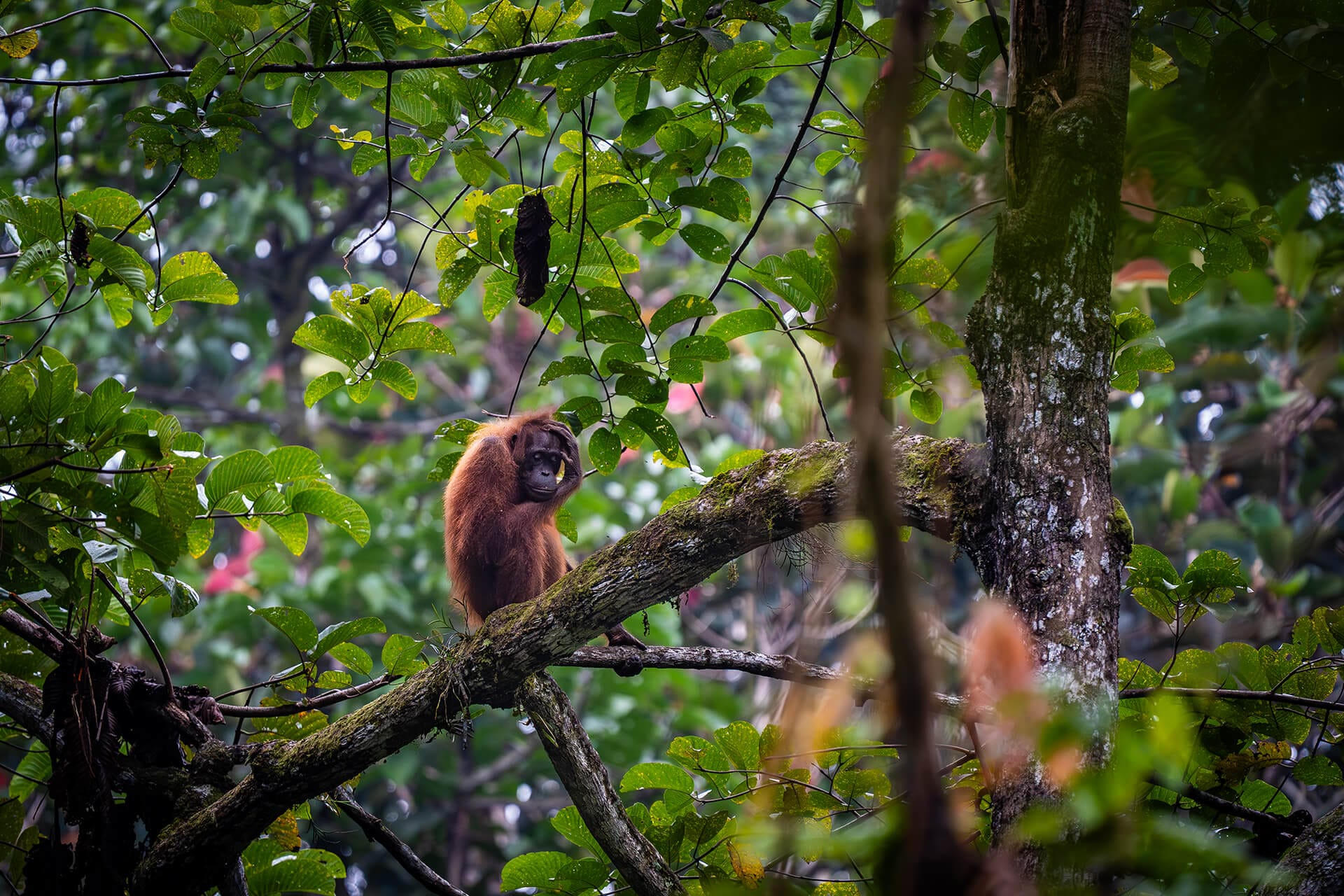 Wild orangutan feeding in the canopy, Deramakot Forest Reserve