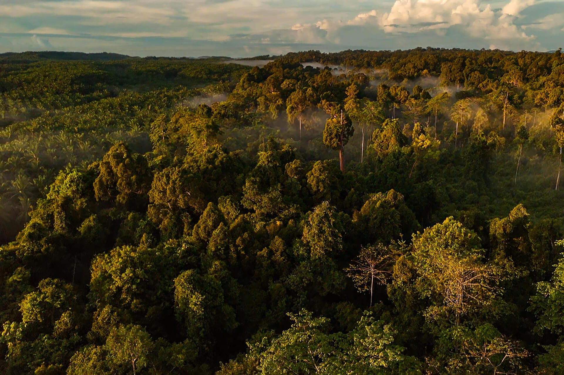 Utan Guided Walk on Forest Trail, aeriel-shot