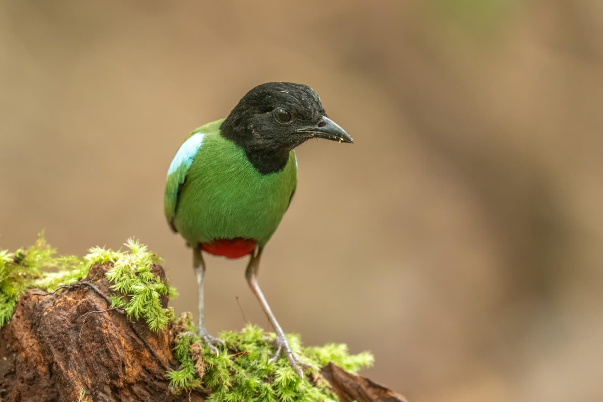 Black Hooded Pitta