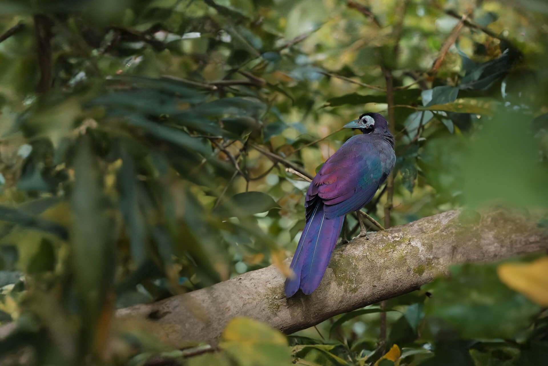 Bornean Ground Cuckoo