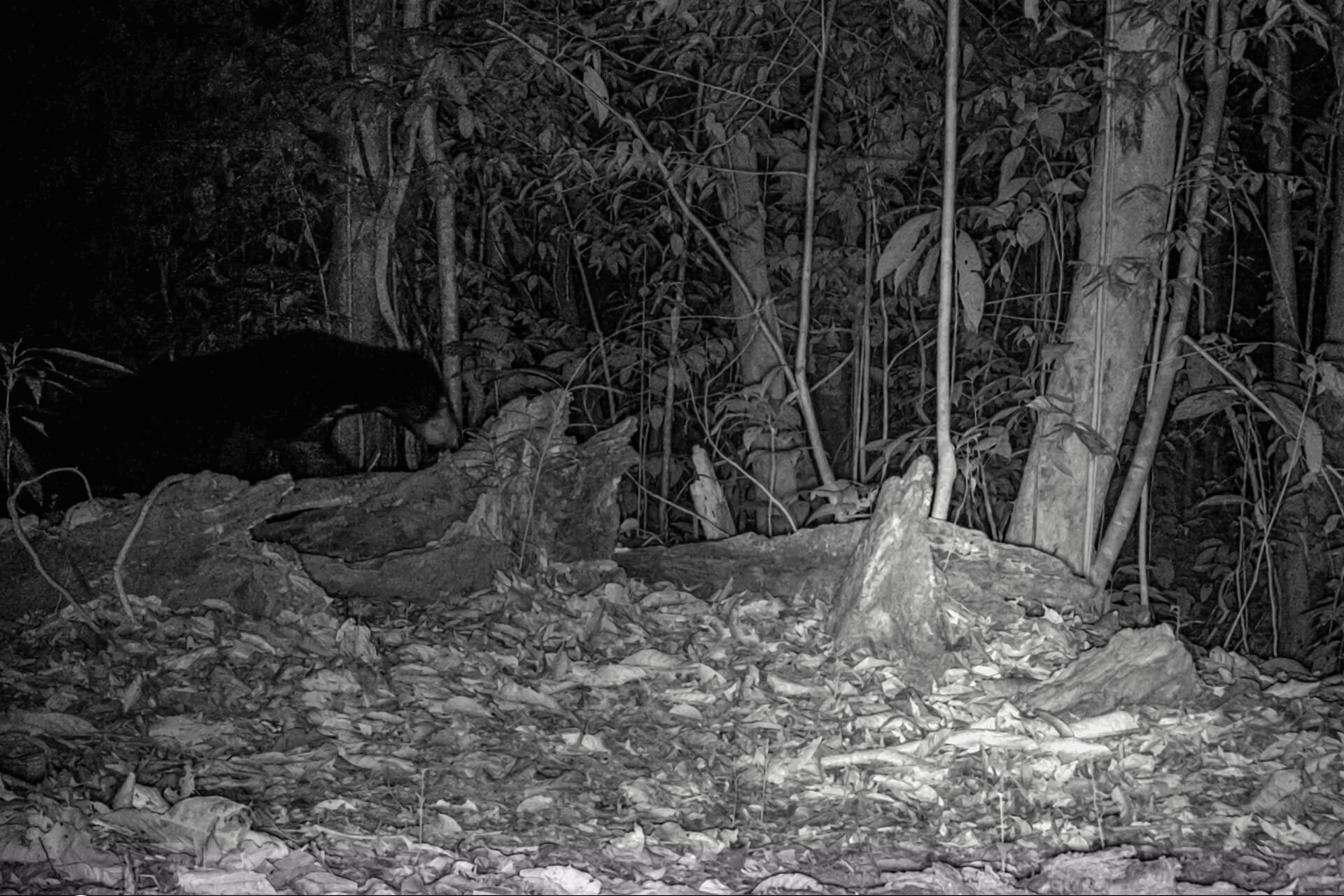 bornean-sunbear at Utan Rainforest Lodge