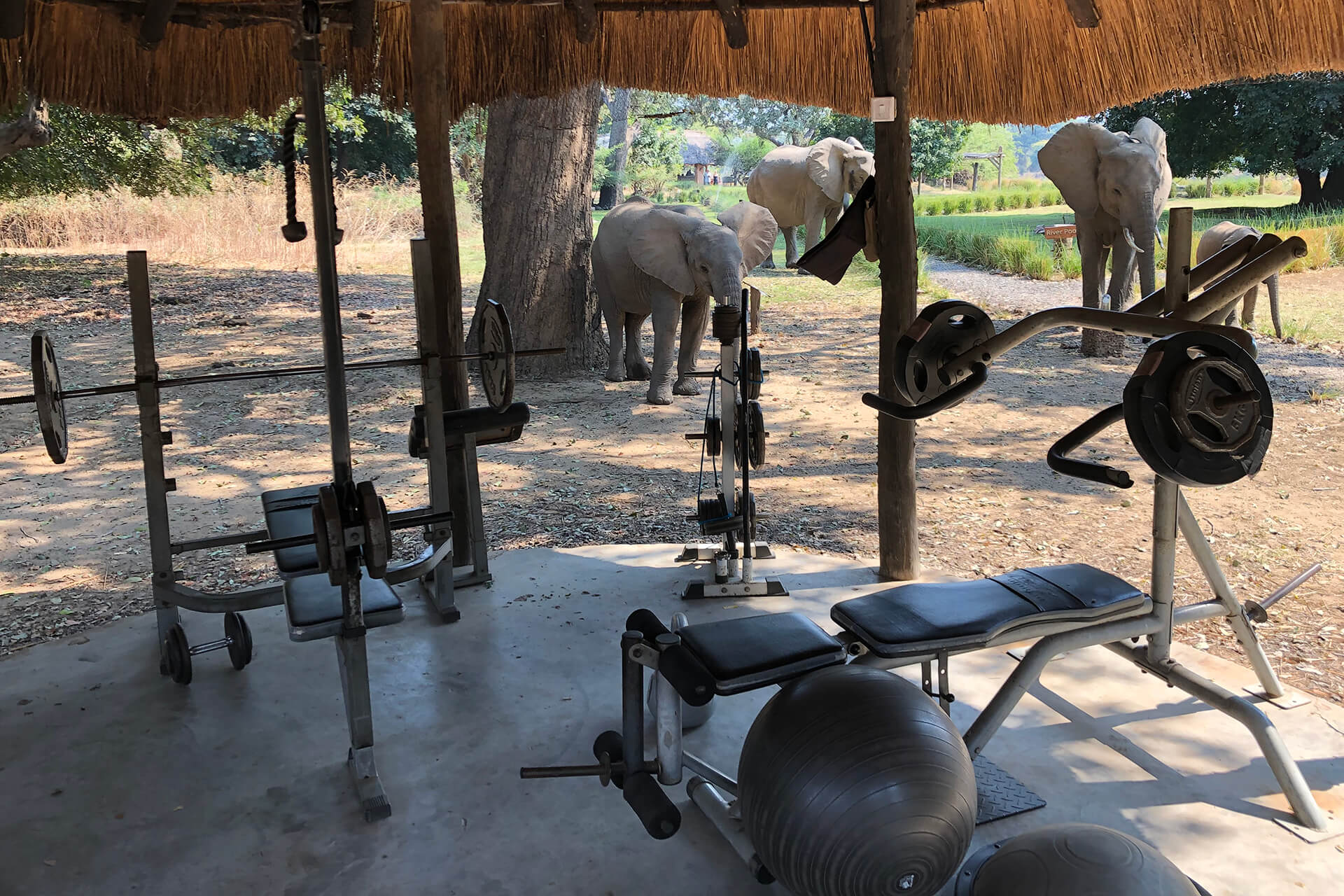 Bush Gym