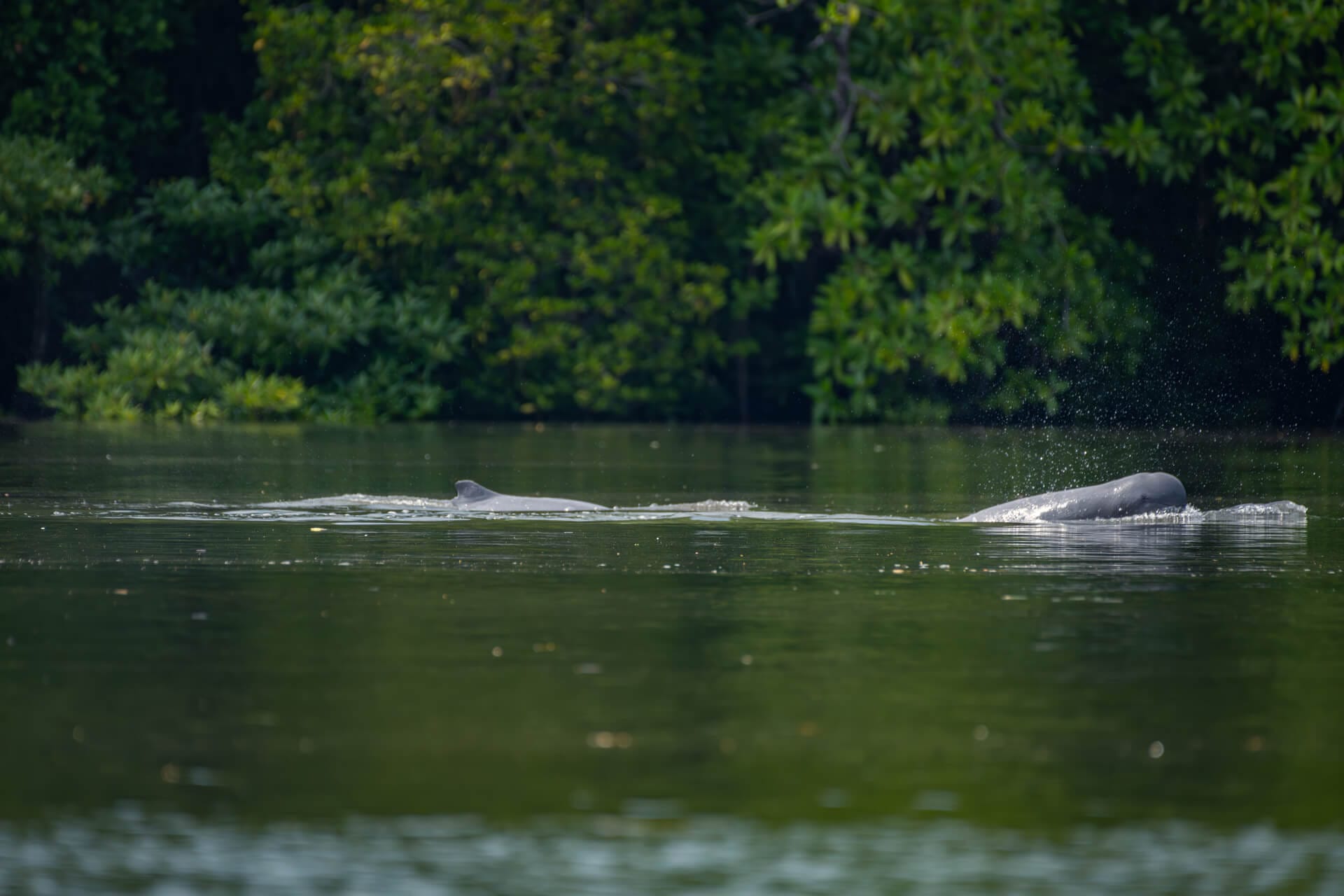 Irrawaddy Dolphin in Utan Rainforest Lodge area
