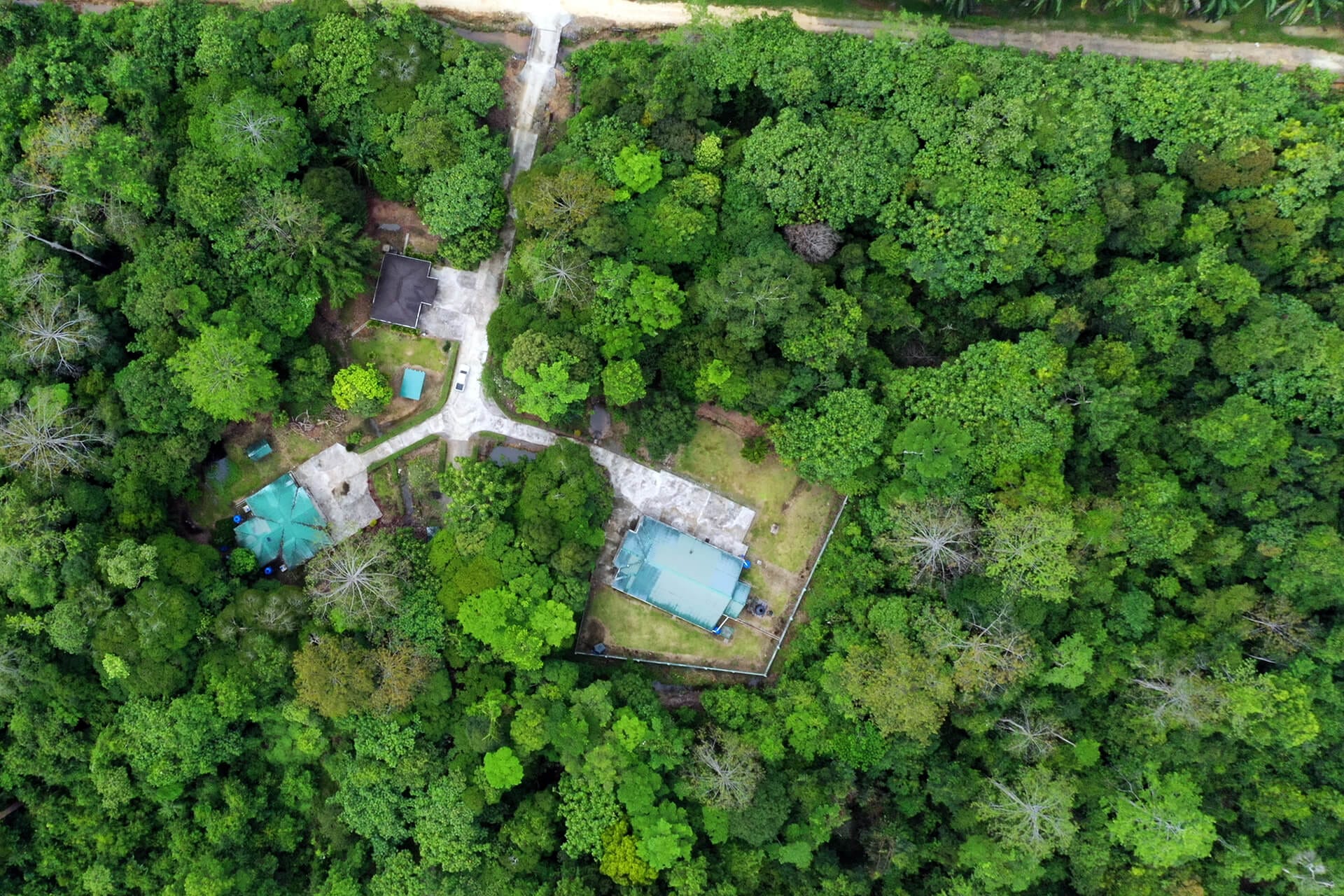 Rainforest surrounding Utan Rainforest Lodge