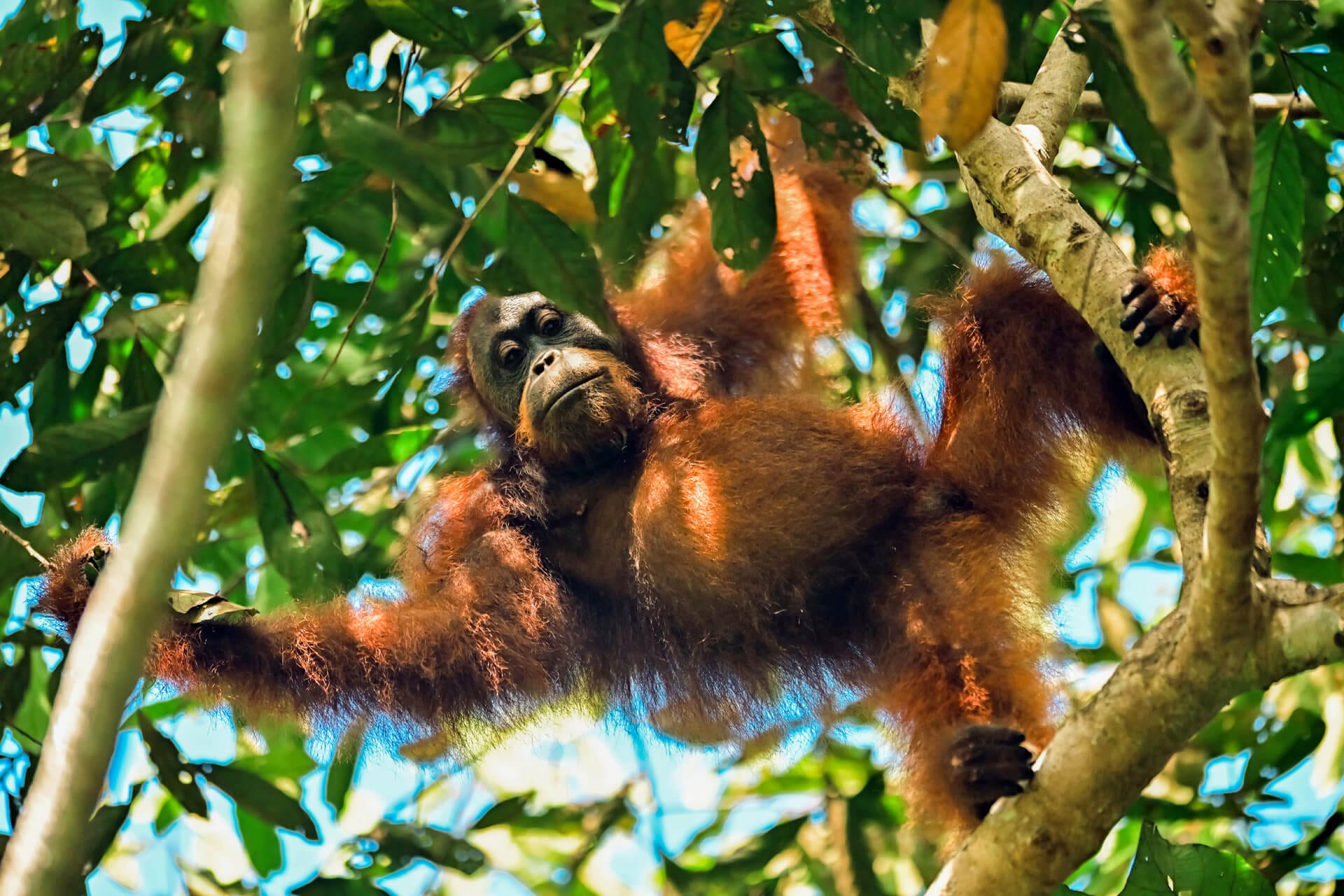 Orang Utan