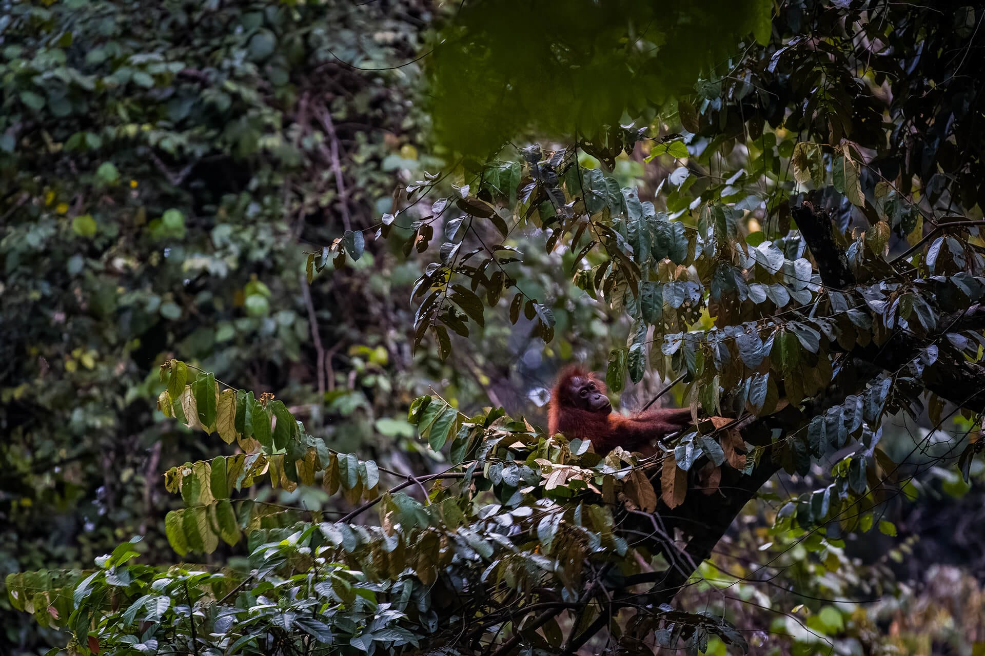 Orangutan using a large leaf as shelter from rain, Borneo