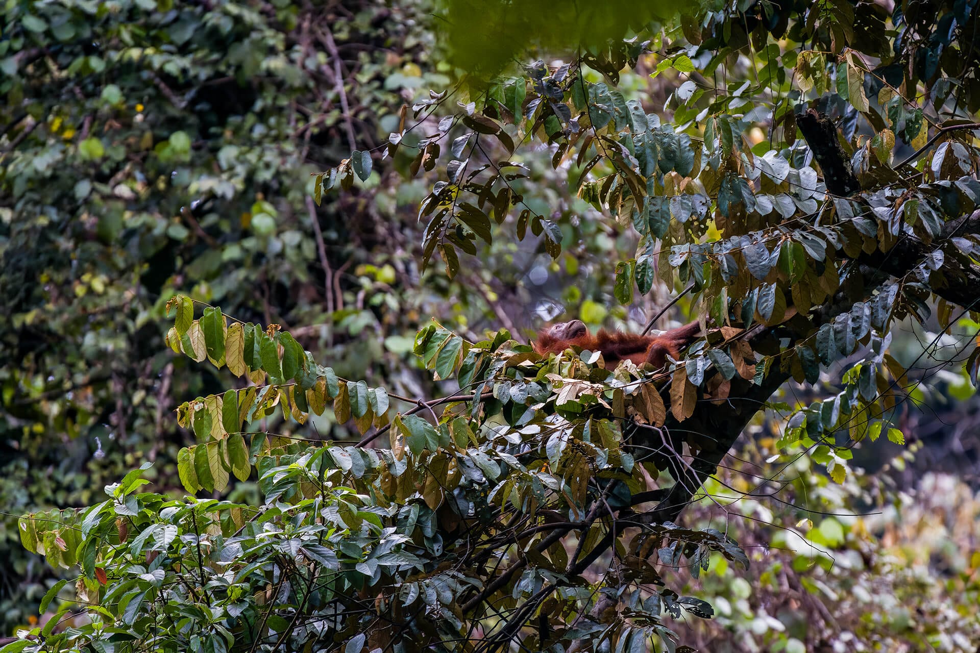 Orangutan climbing a tall tree trunk, Borneo