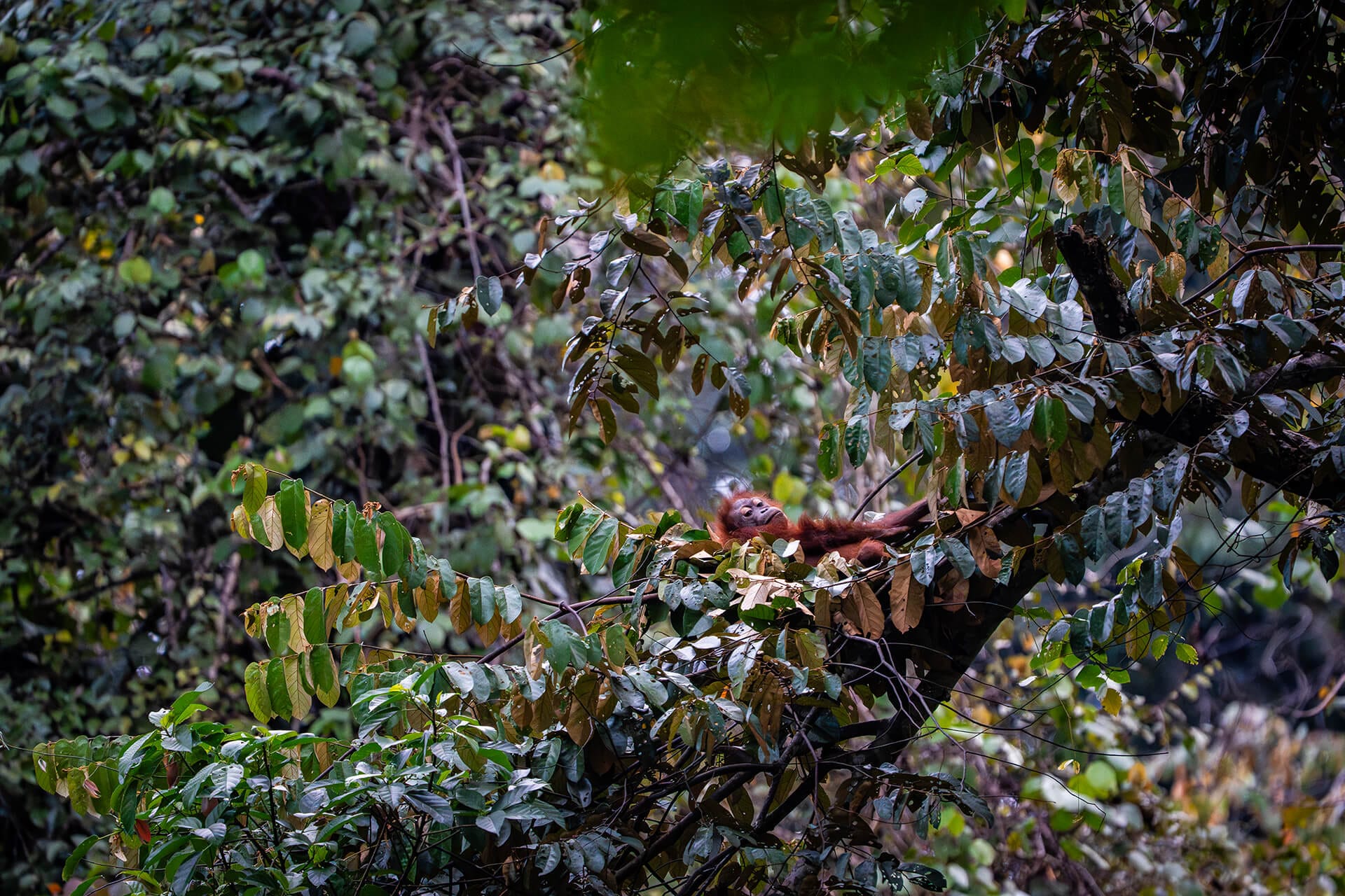 An orangutan going to sleep in its freshly built nest in Deramakot