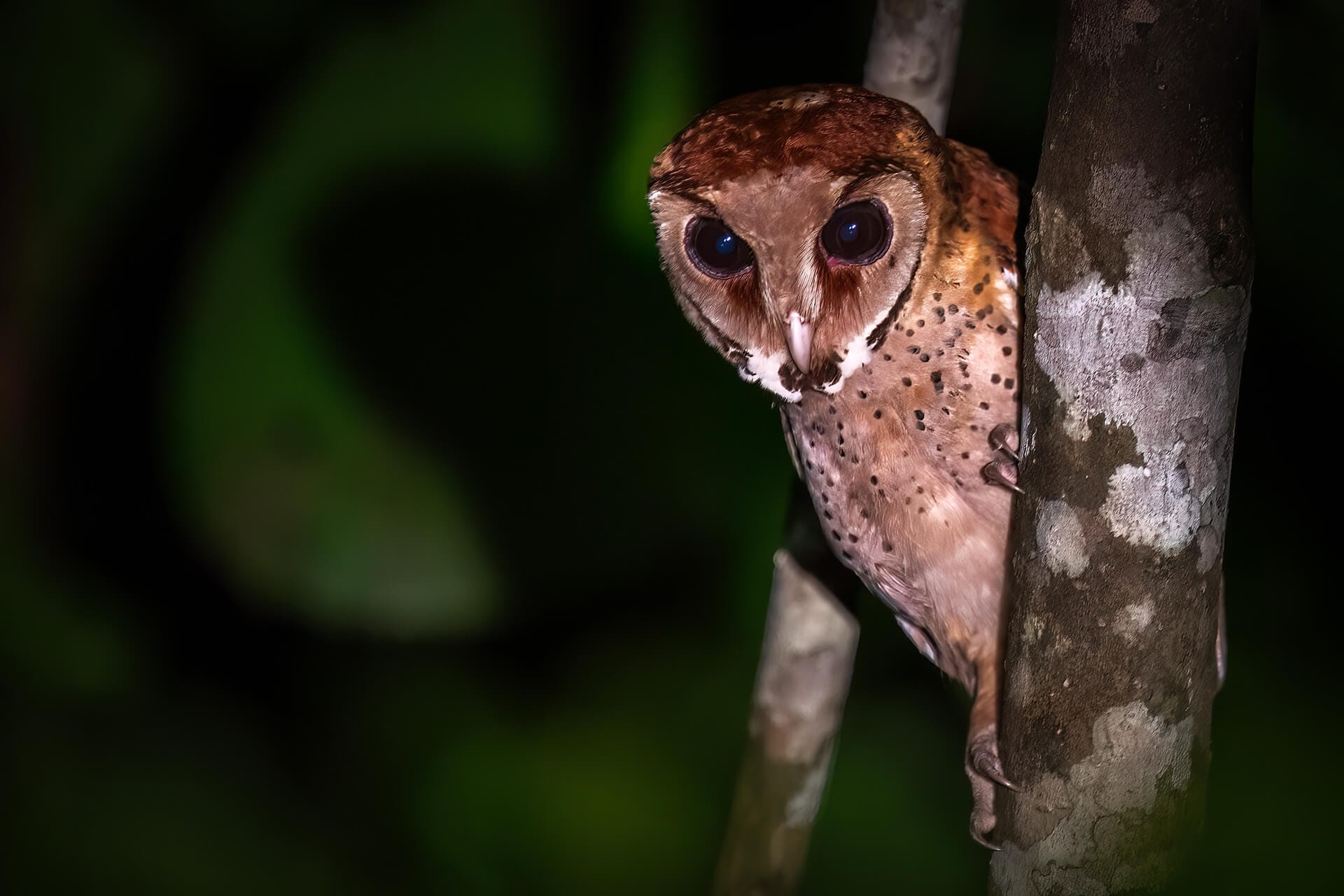 oriental-bay-owl