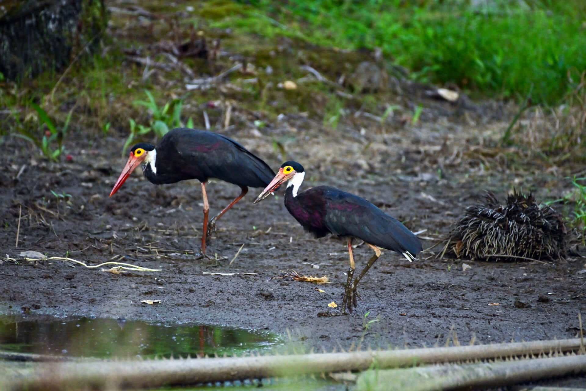Storm's Stork, the rarest