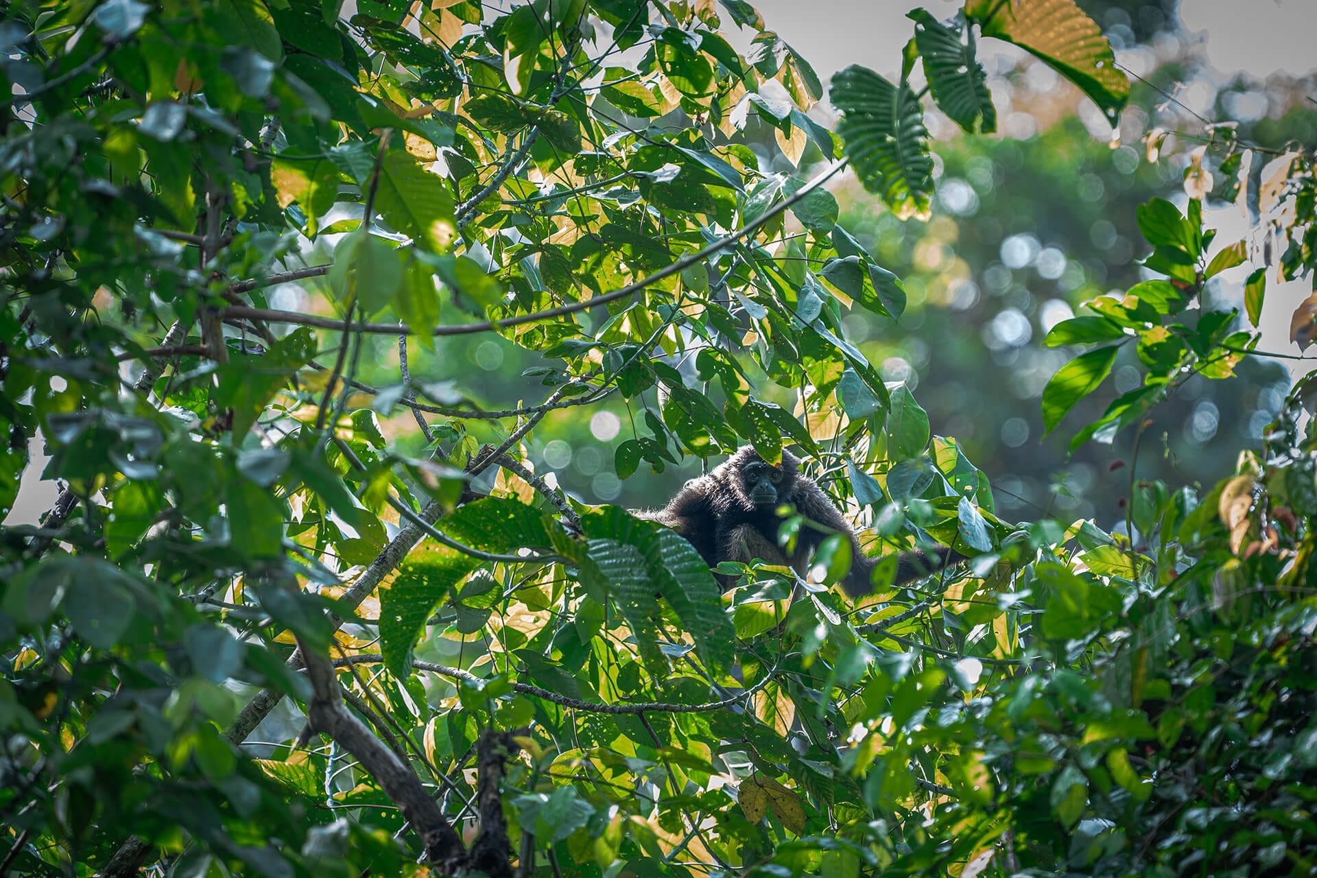 Resident gibbon family at Tabin Wildlife Reserve