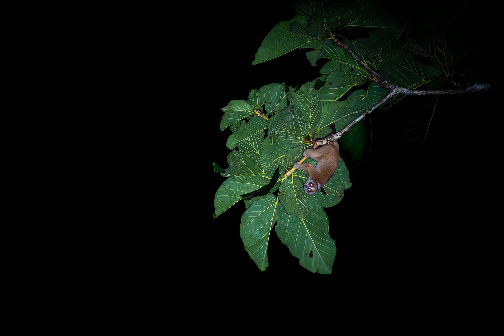 Slow Loris on a Night drive spotting wildlife in Borneo