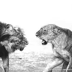 Lions fighting in monochrome