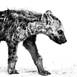 SA07: The Hyena Pup