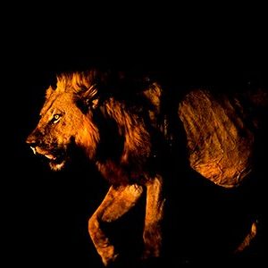 SA13: The Night Agent